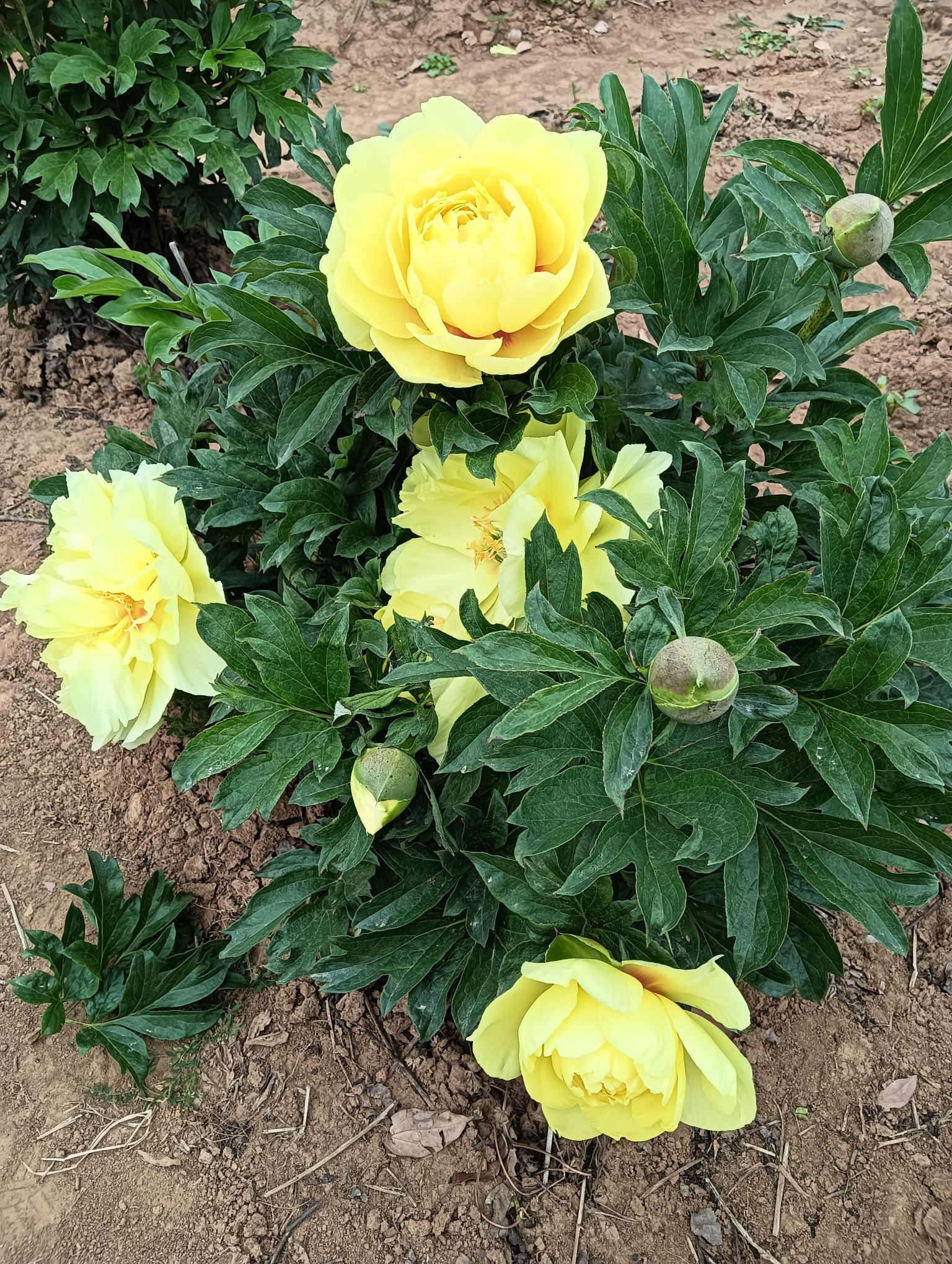 扬州芍药园旅行图片 1