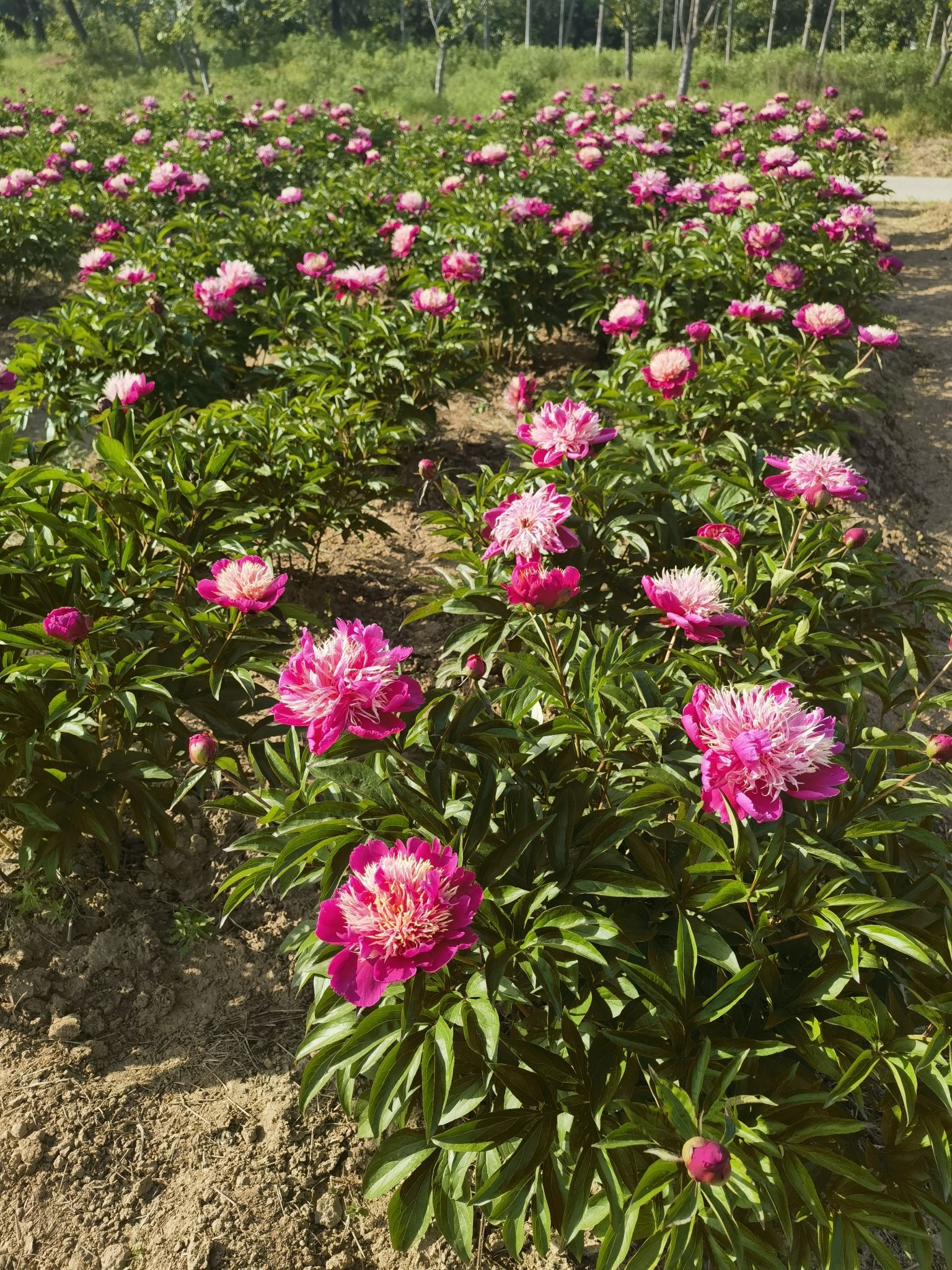 扬州芍药园旅行图片 2