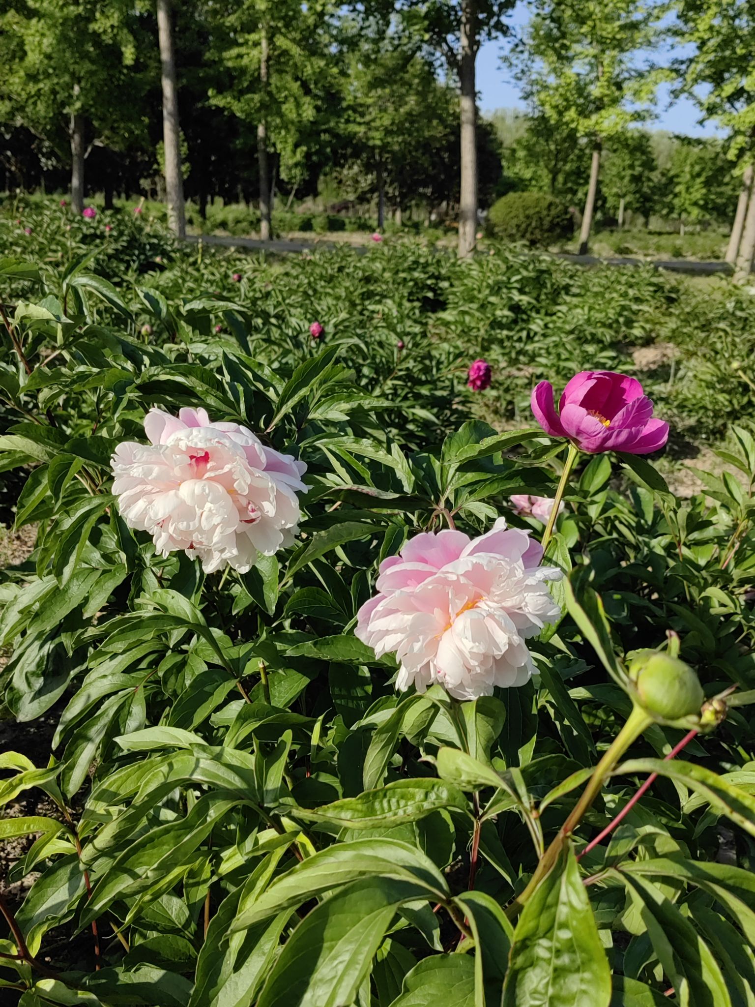 扬州芍药园旅行图片 3
