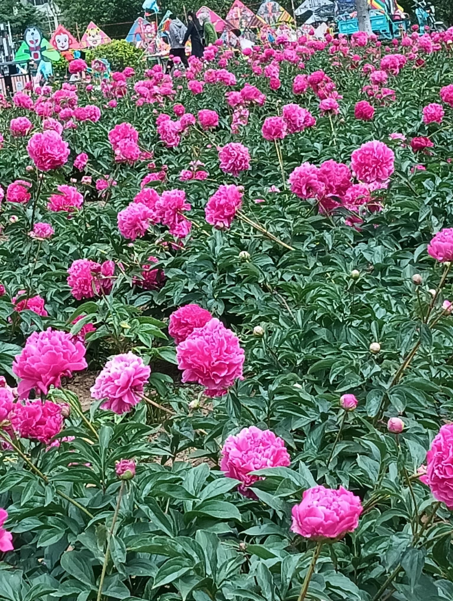 扬州芍药园旅行图片 2