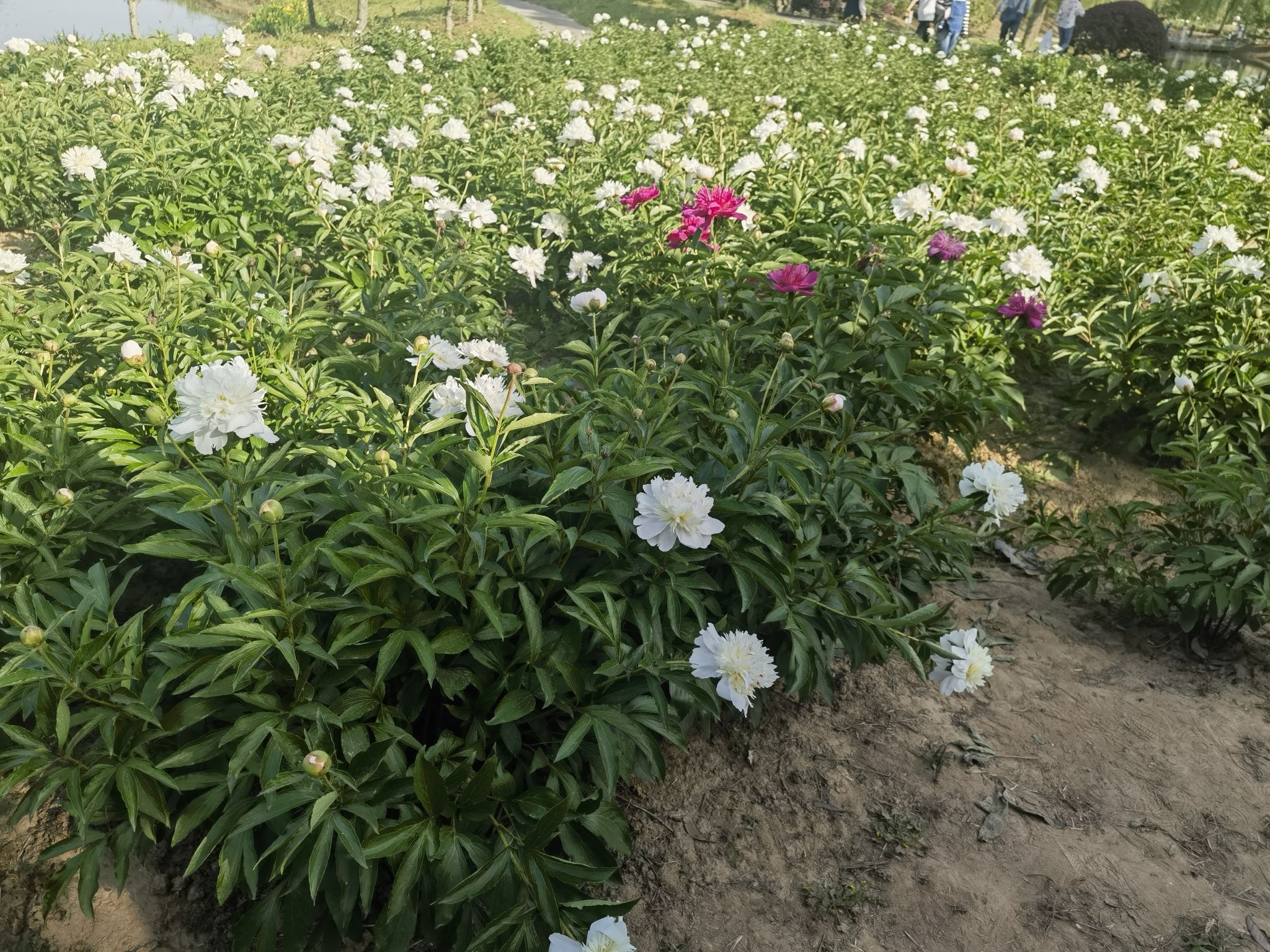 扬州芍药园旅行图片 3