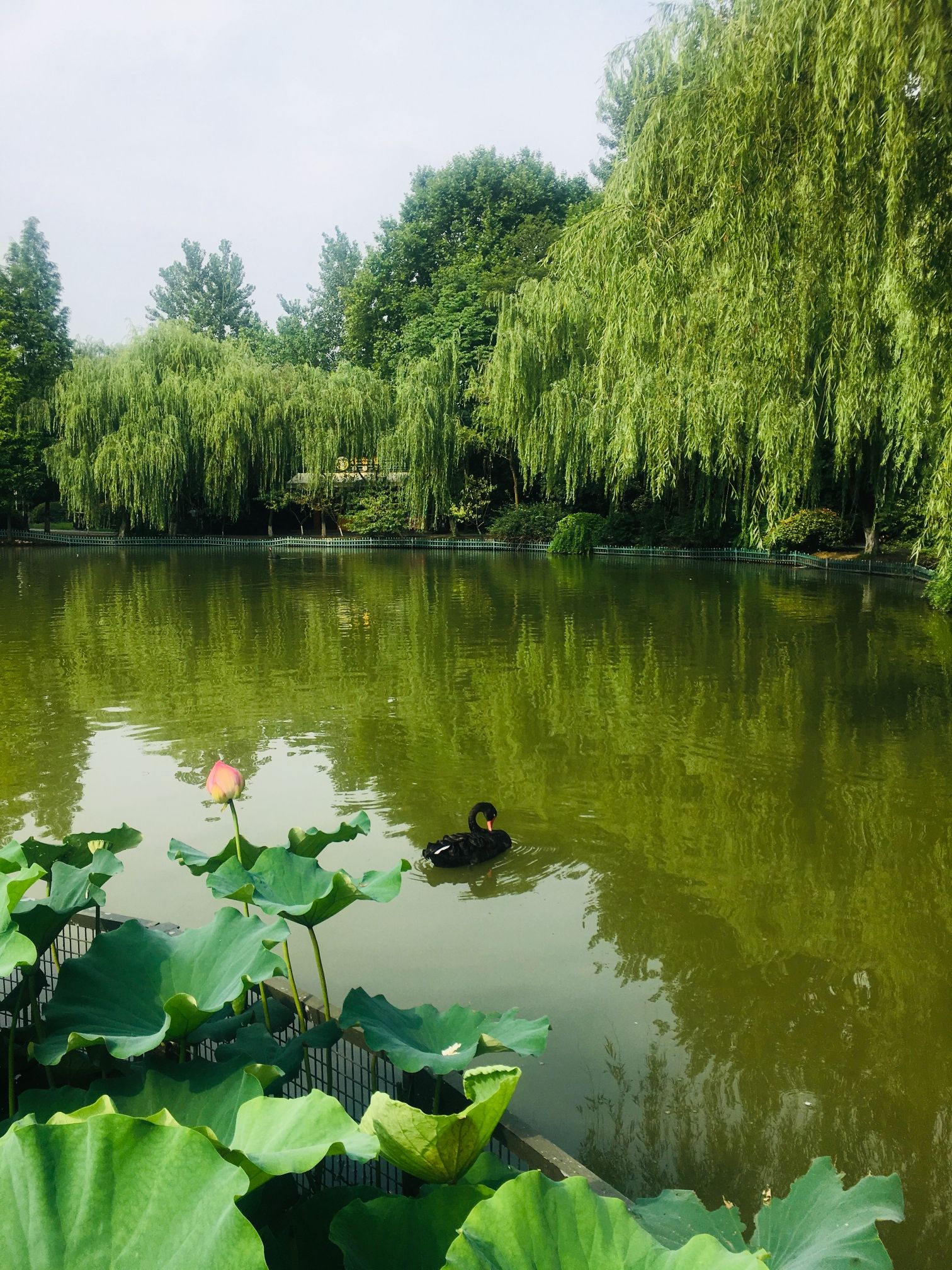 茱萸湾风景区旅行图片 2