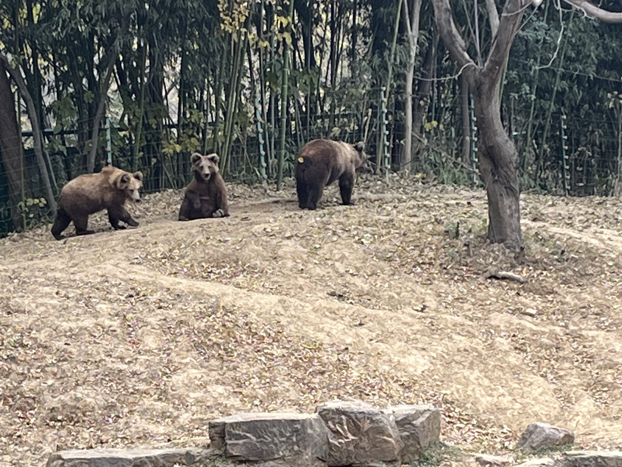 茱萸湾风景区旅行图片 1