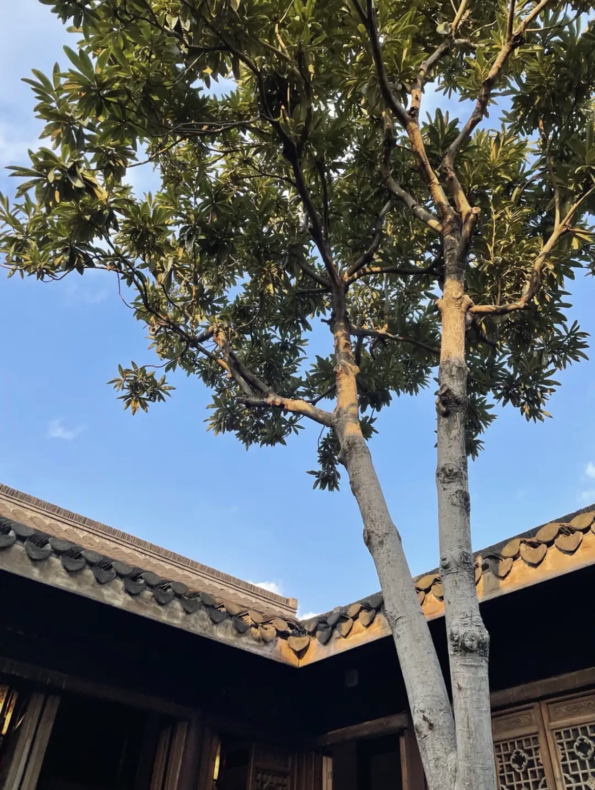 蝶湖公园旅行图片 2