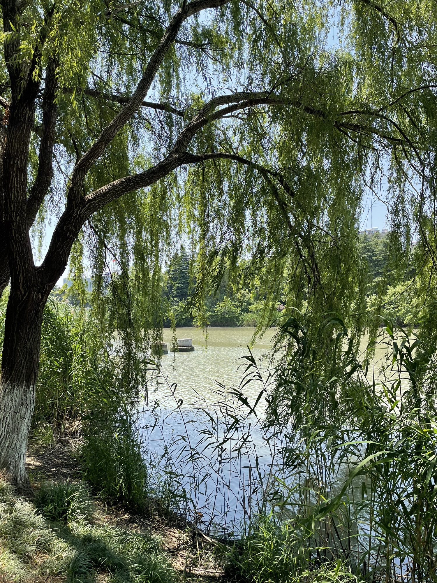 北河公园旅行图片 2