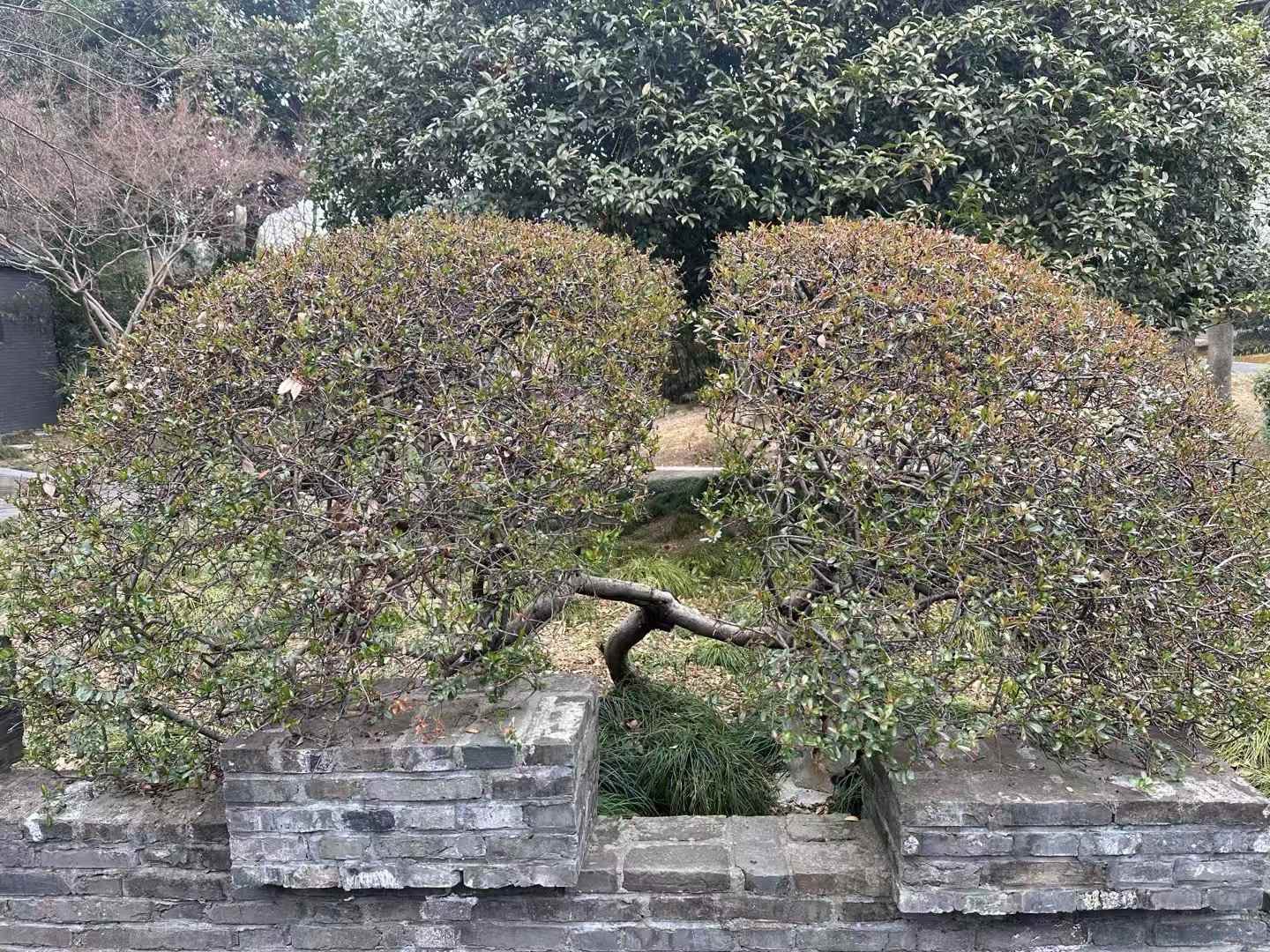 朴园旅行图片 3