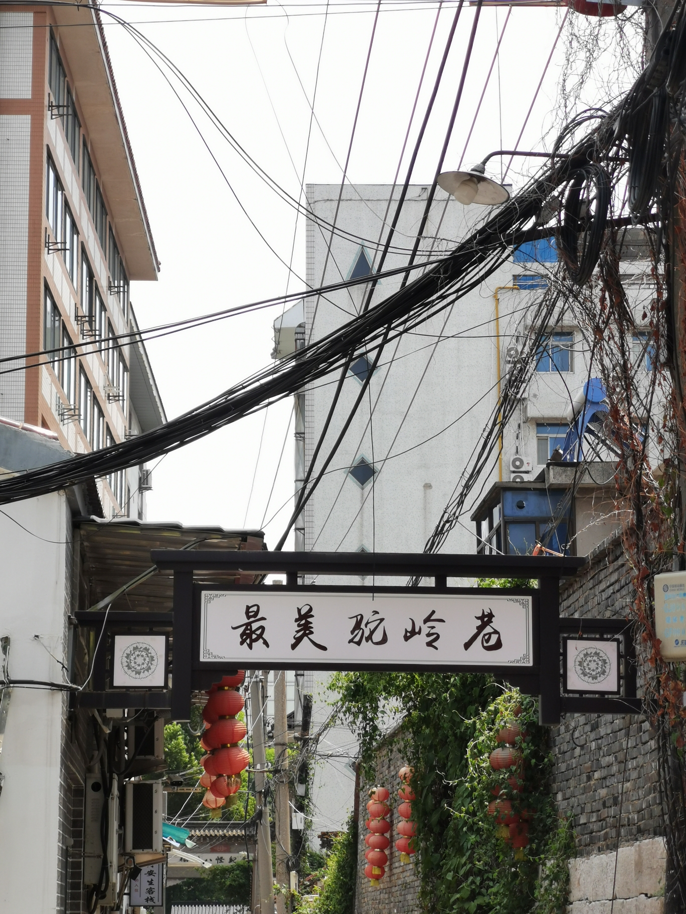 千年唐槐旅行图片 3
