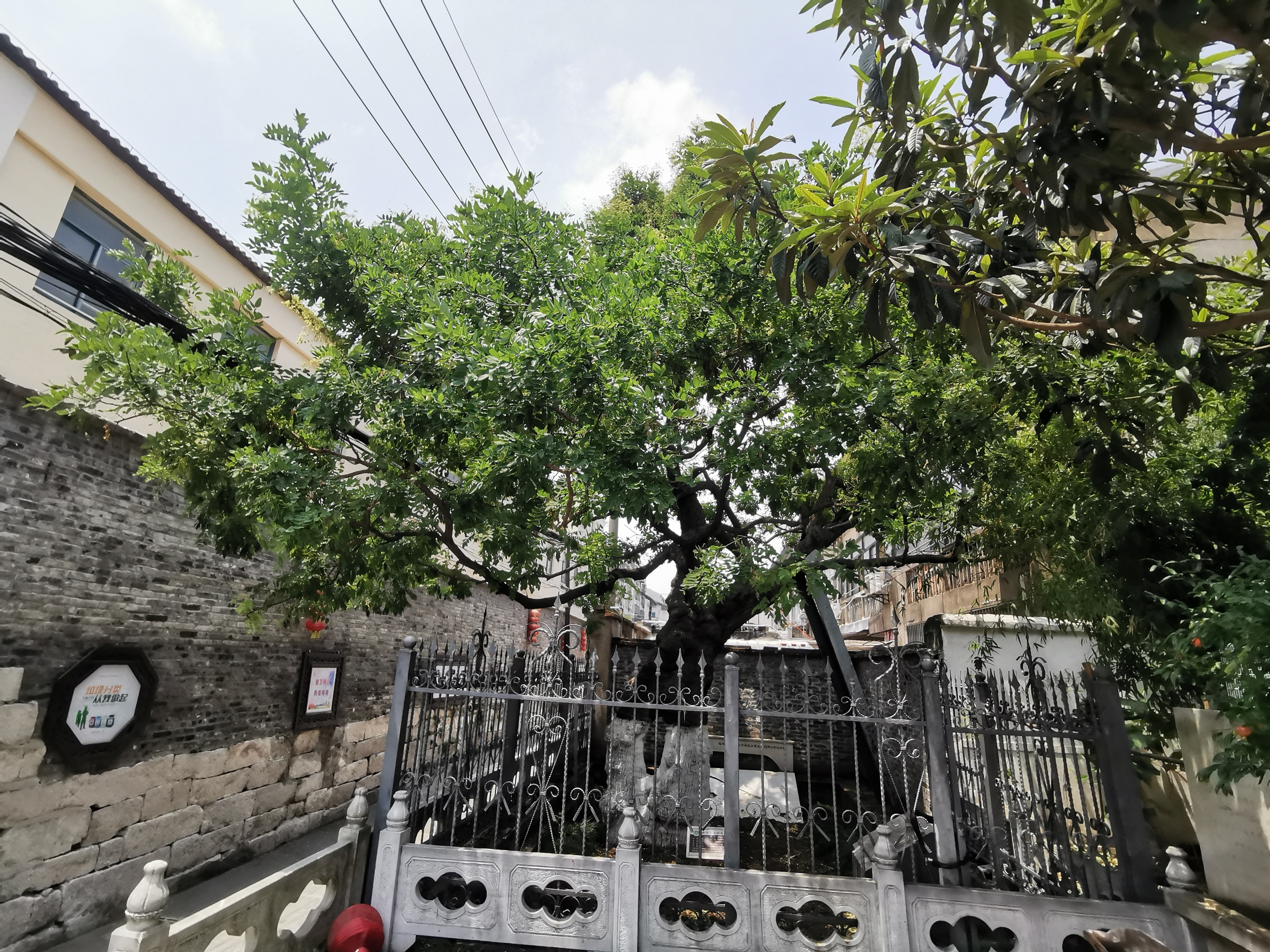 千年唐槐旅行图片 1