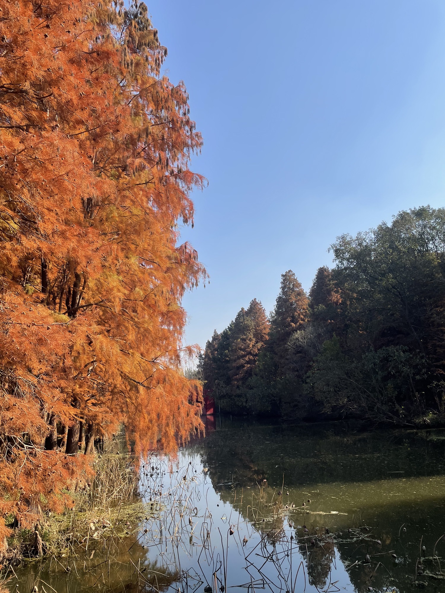 江苏东湖湿地公园旅行图片 1