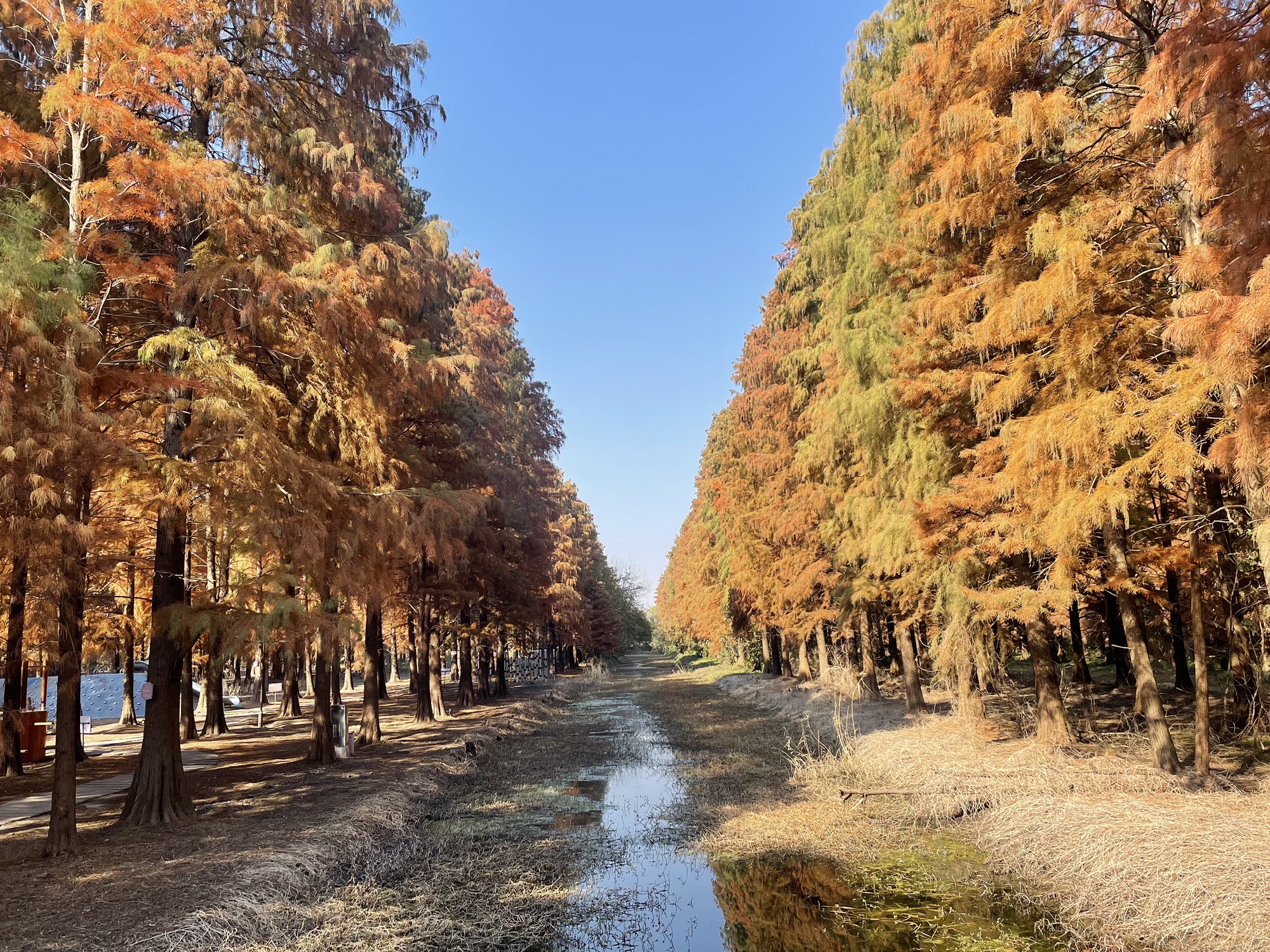 江苏东湖湿地公园旅行图片 2