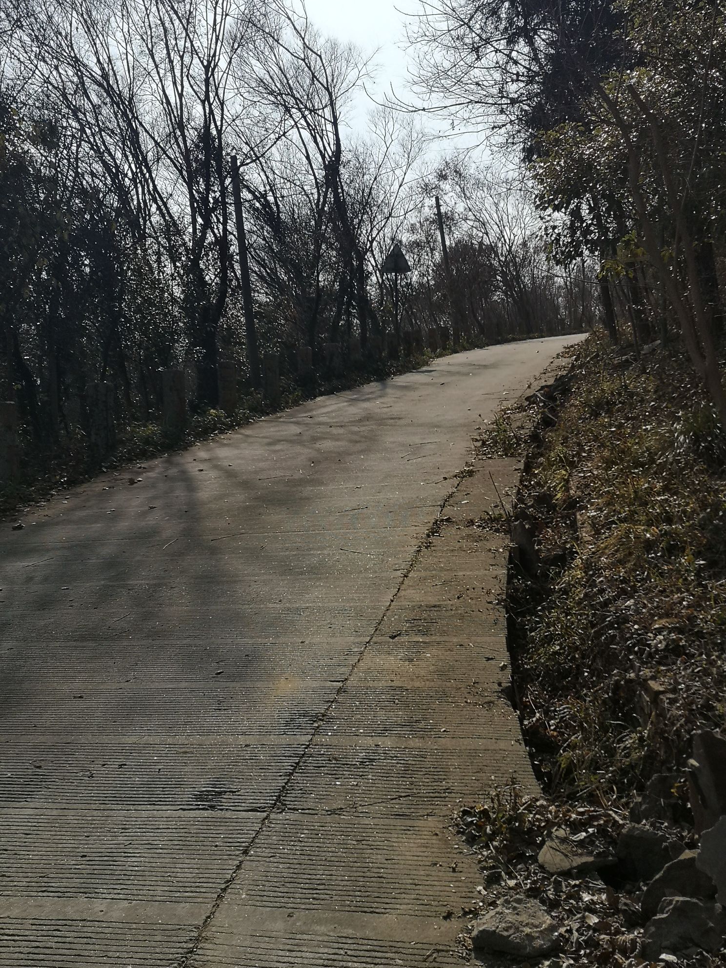 铜山森林公园旅行图片 2