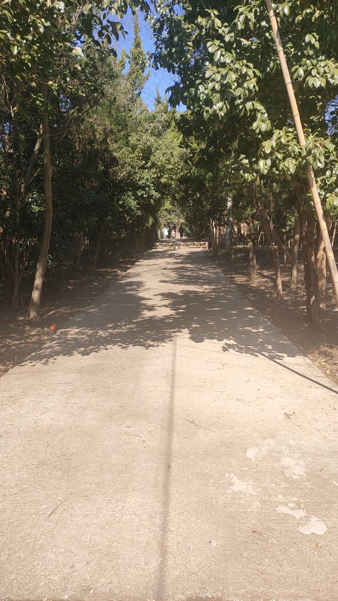 铜山森林公园旅行图片 2
