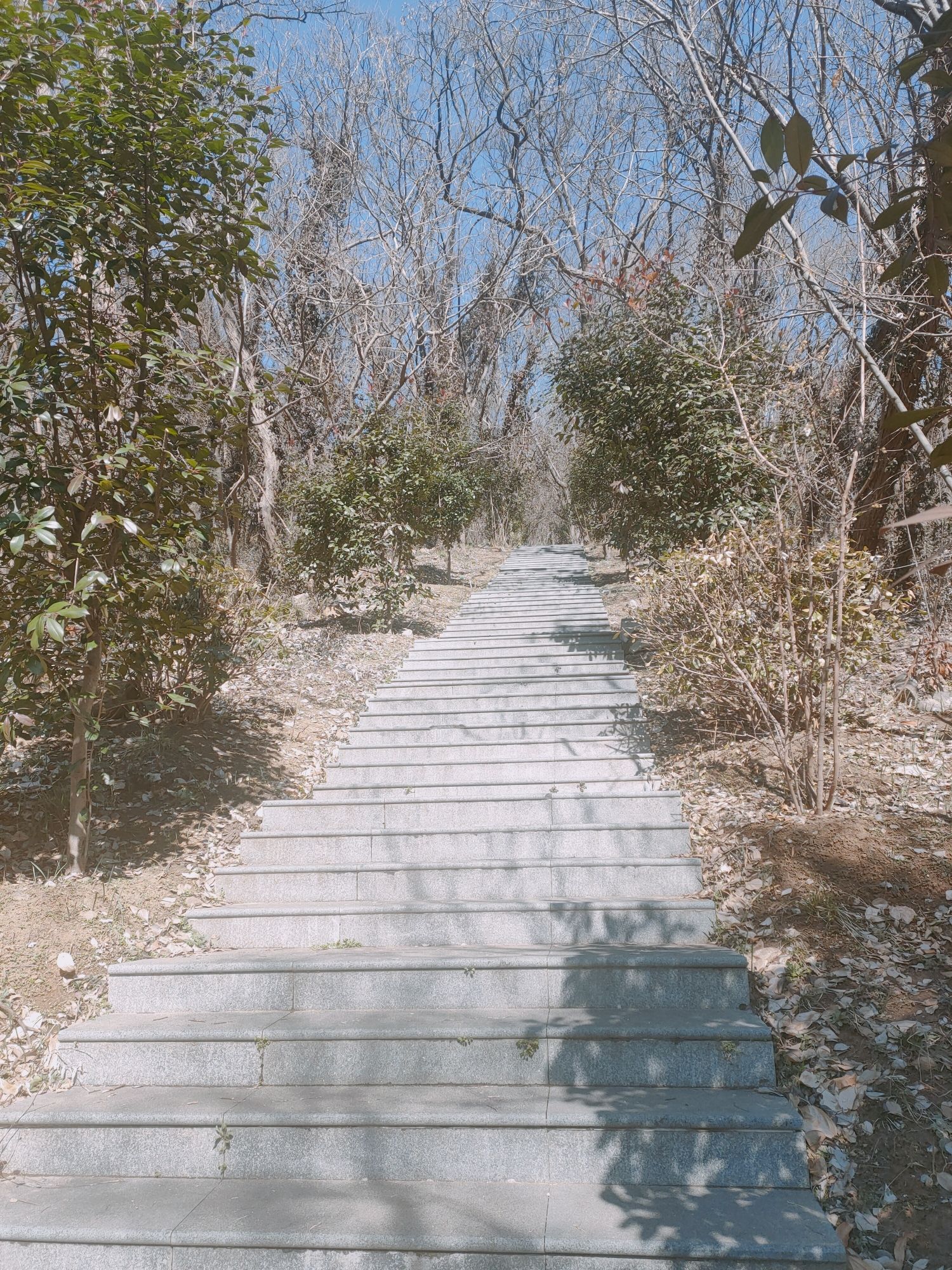 铜山森林公园旅行图片 3