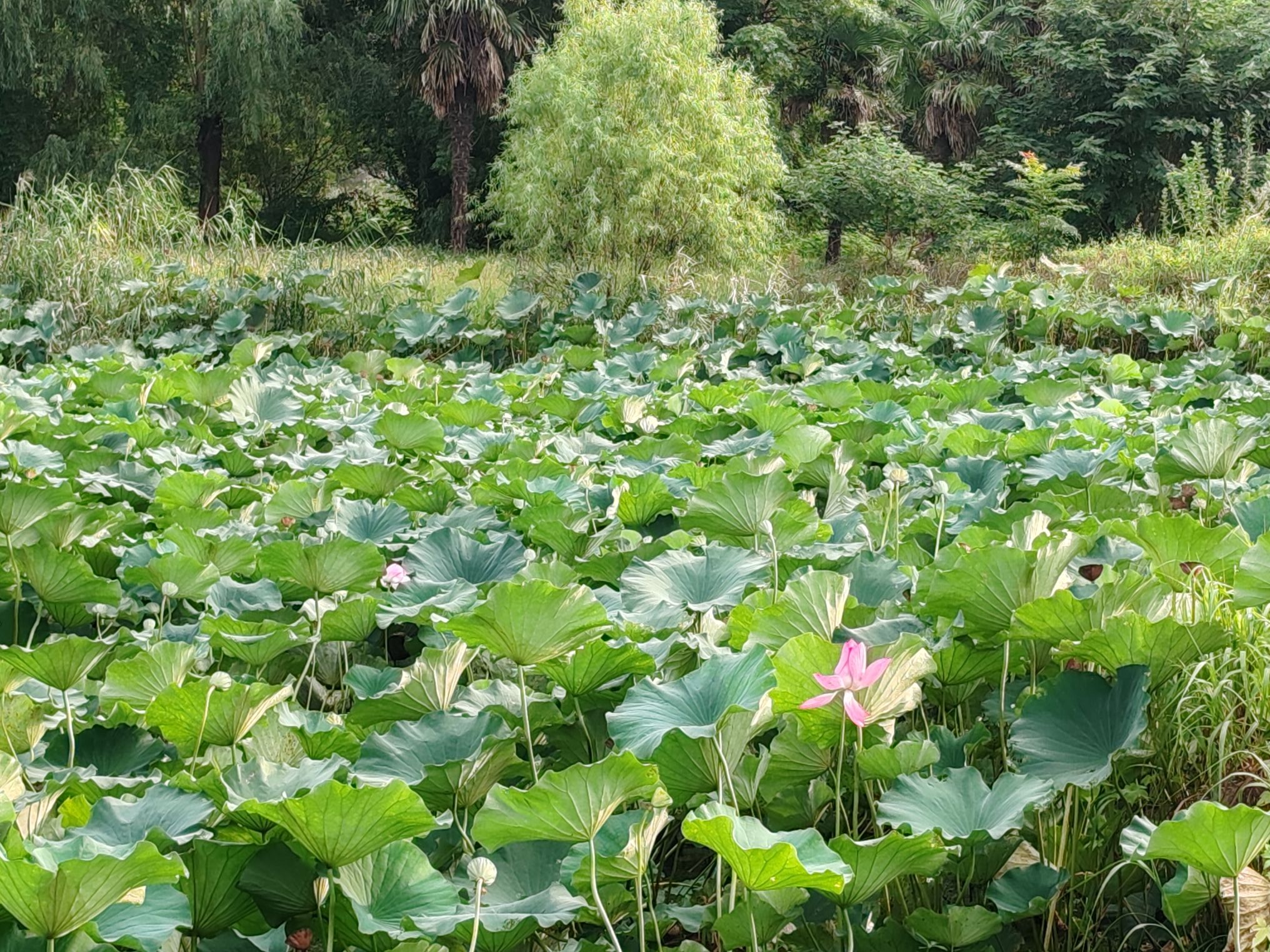 龙虬庄考古遗址公园旅行图片 2