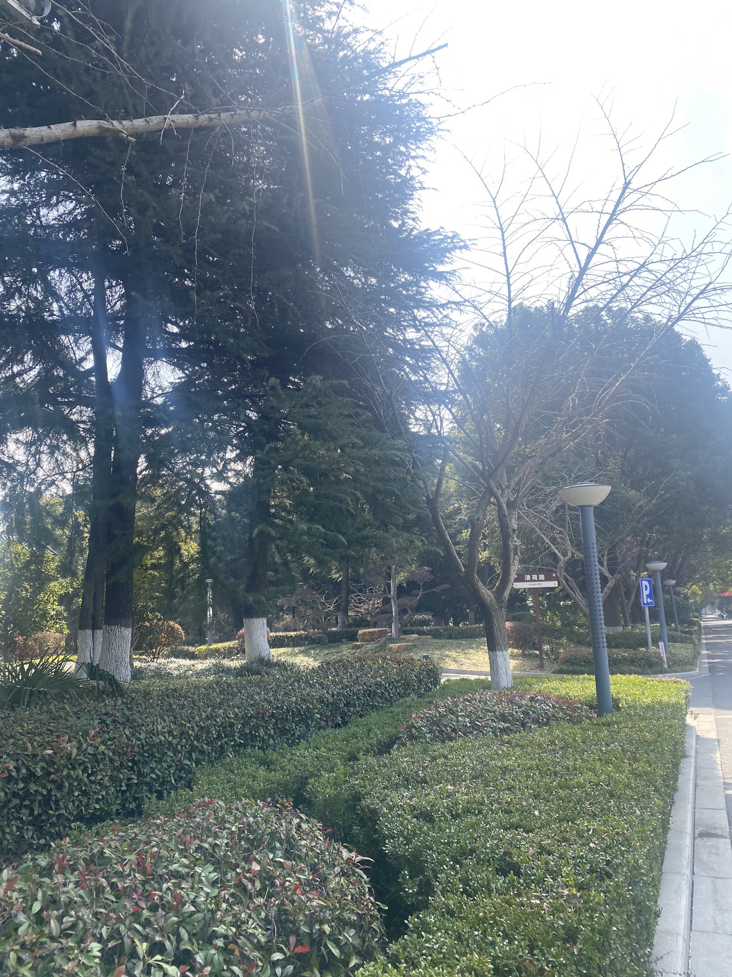 江都水利枢纽植物园旅行图片 3