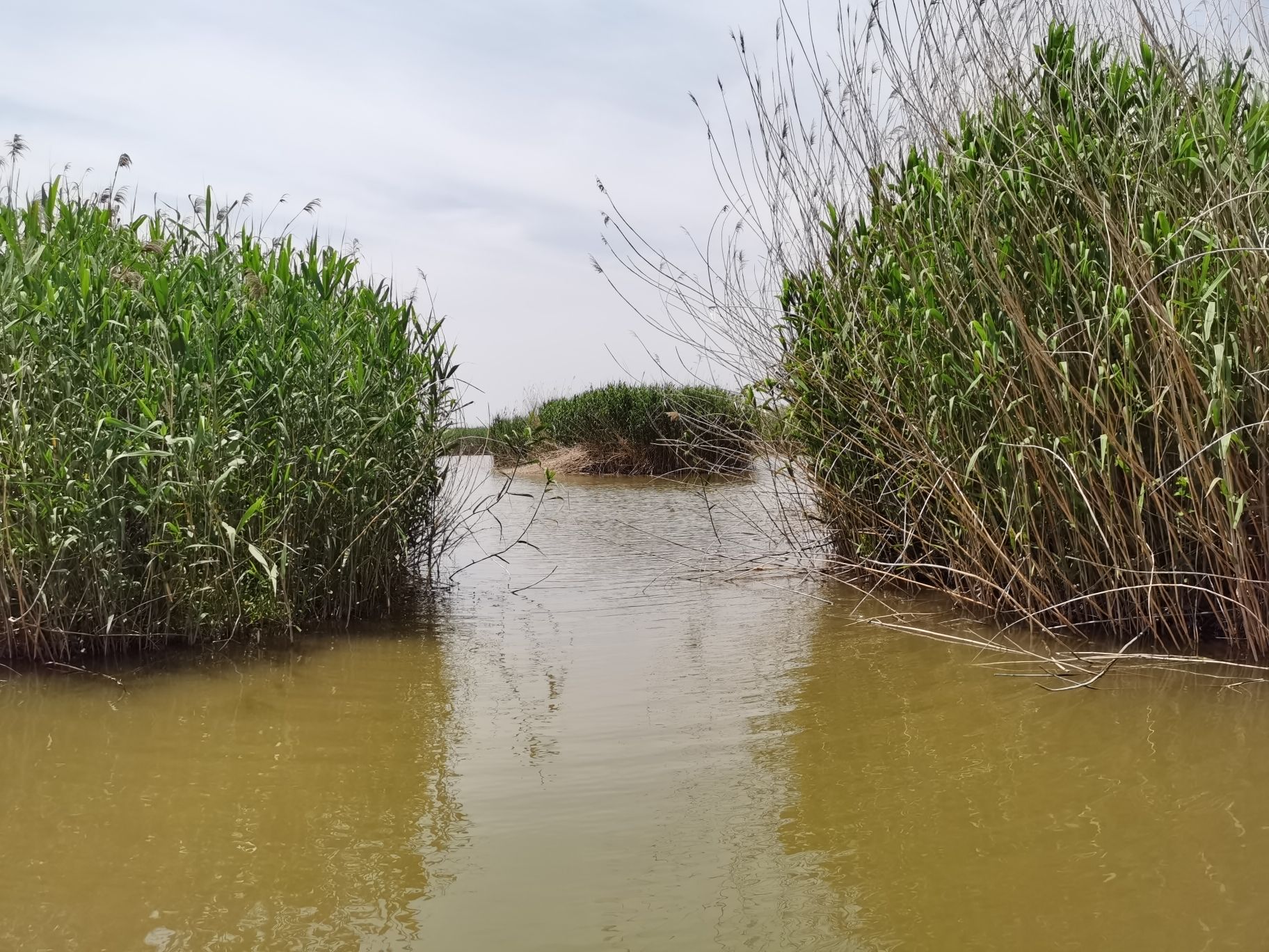 高邮湖芦苇荡生态湿地旅行图片 1