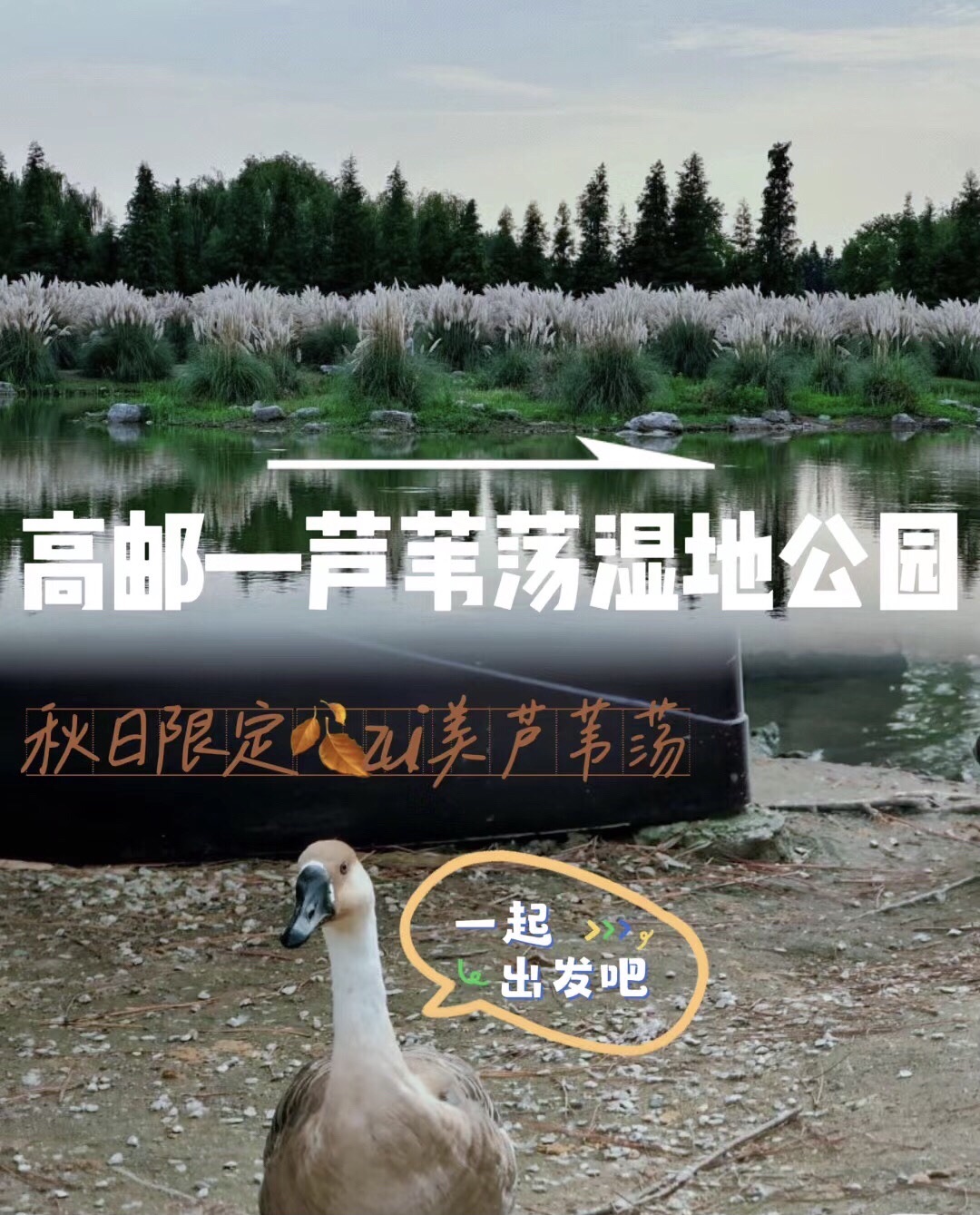 高邮湖芦苇荡生态湿地旅行图片 1