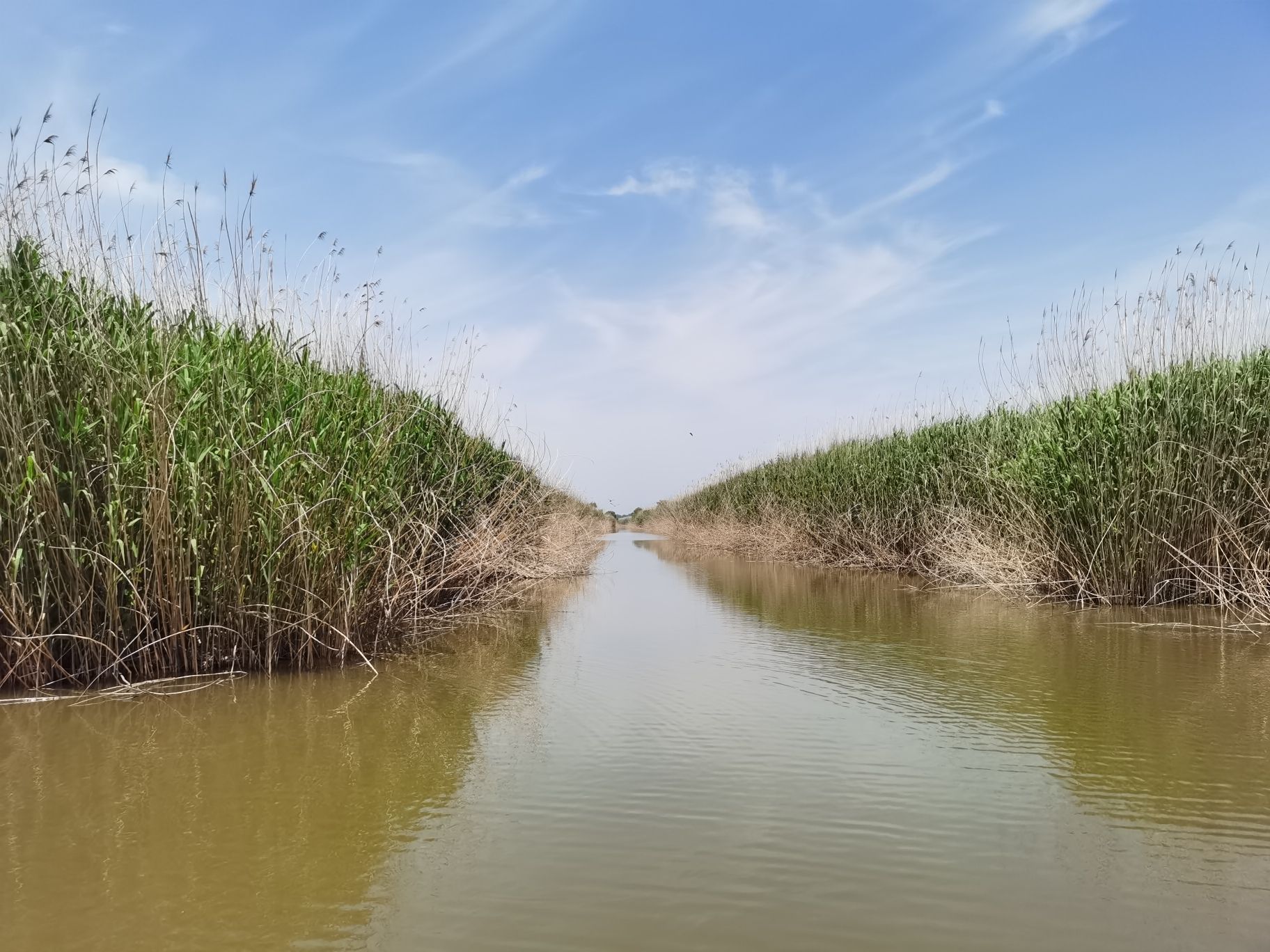 高邮湖芦苇荡生态湿地旅行图片 3