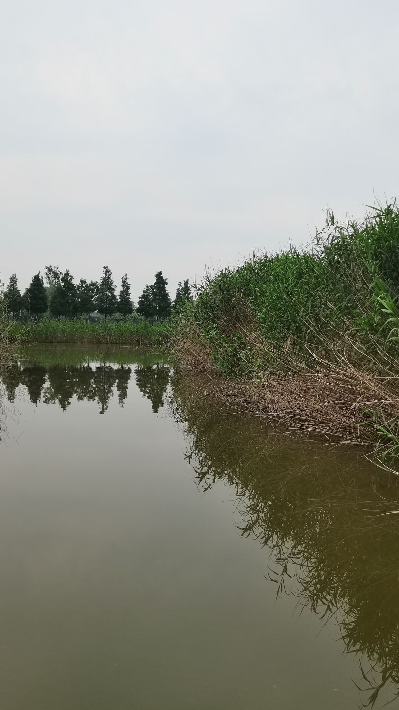高邮湖芦苇荡生态湿地旅行图片 3