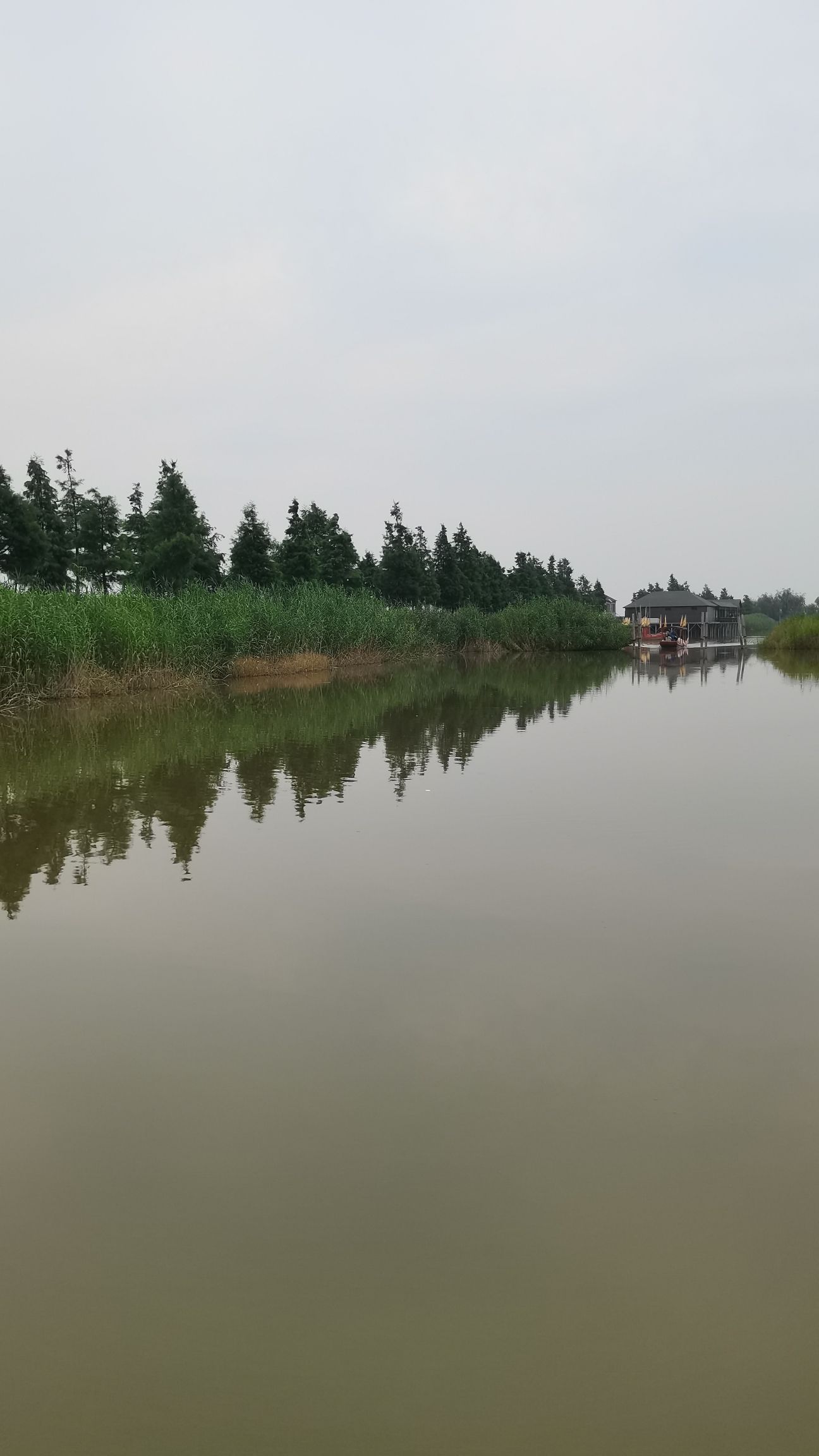 高邮湖芦苇荡生态湿地旅行图片 2