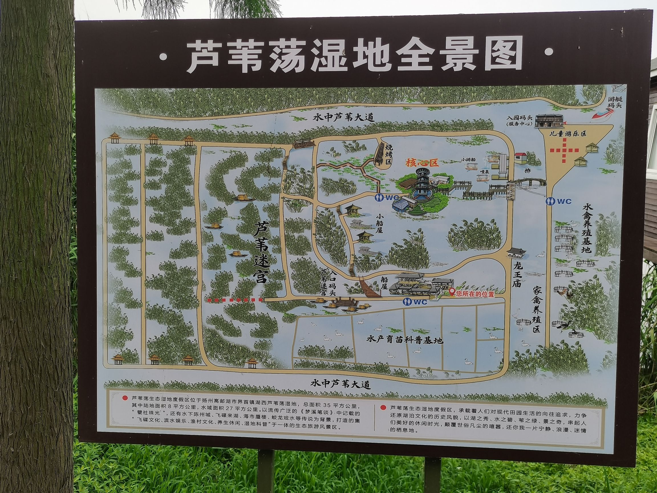 高邮湖芦苇荡生态湿地旅行图片 1