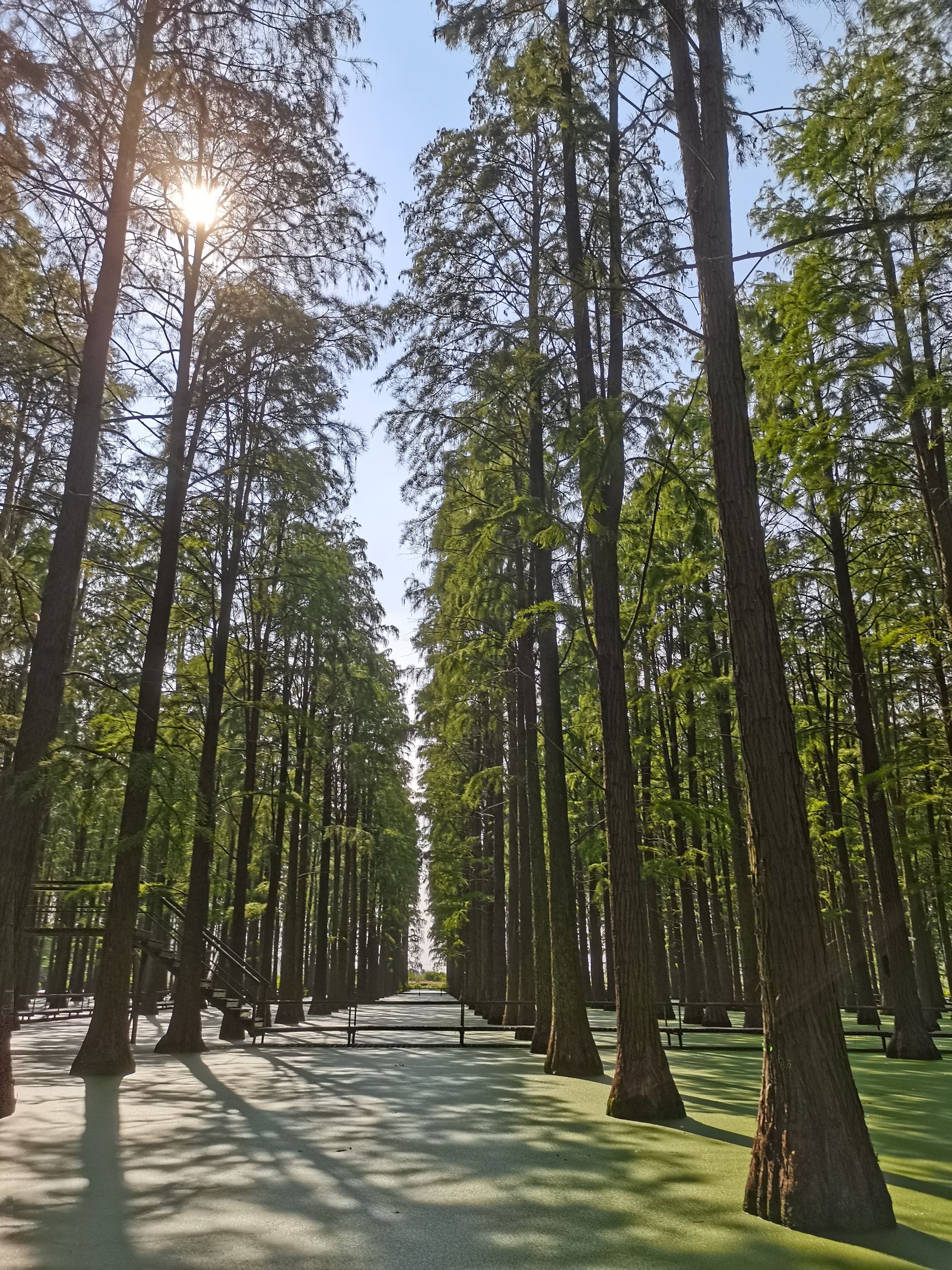渌洋湖廉洁文化公园旅行图片 3