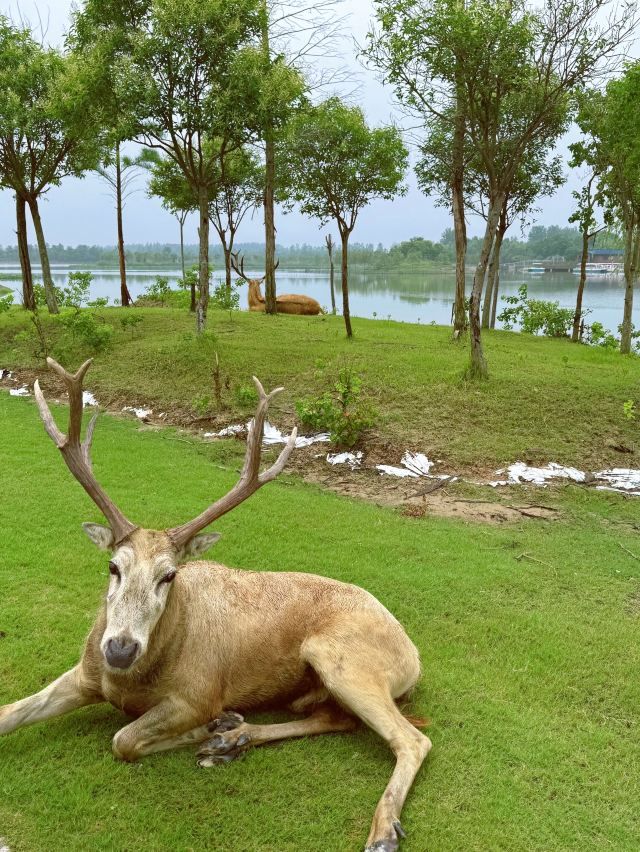 中华麋鹿园旅行图片 2