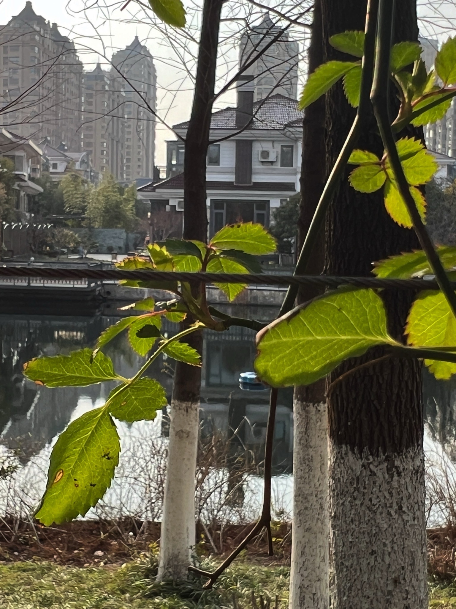 东台人民公园旅行图片 2
