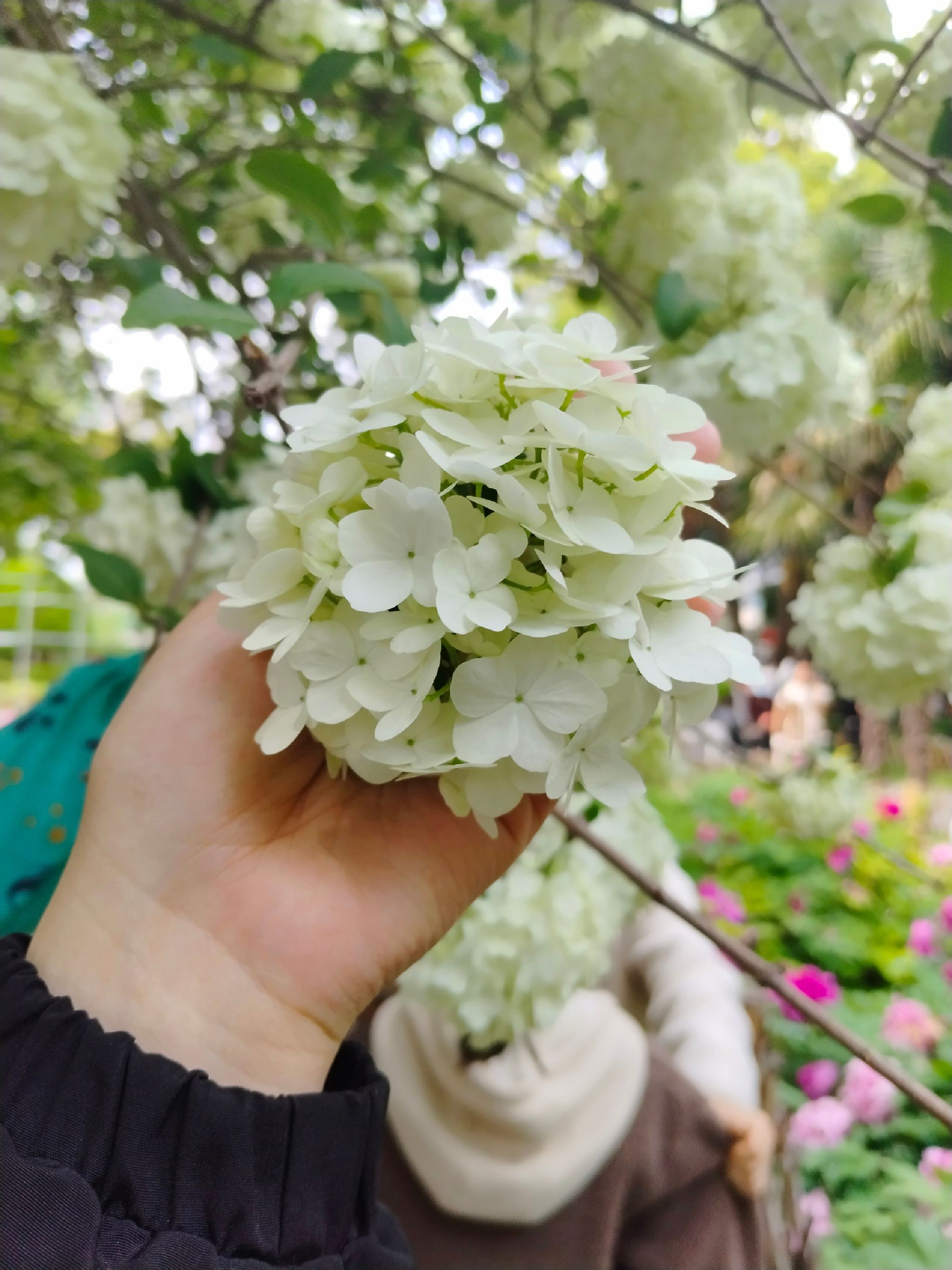 枯枝牡丹园旅行图片 1