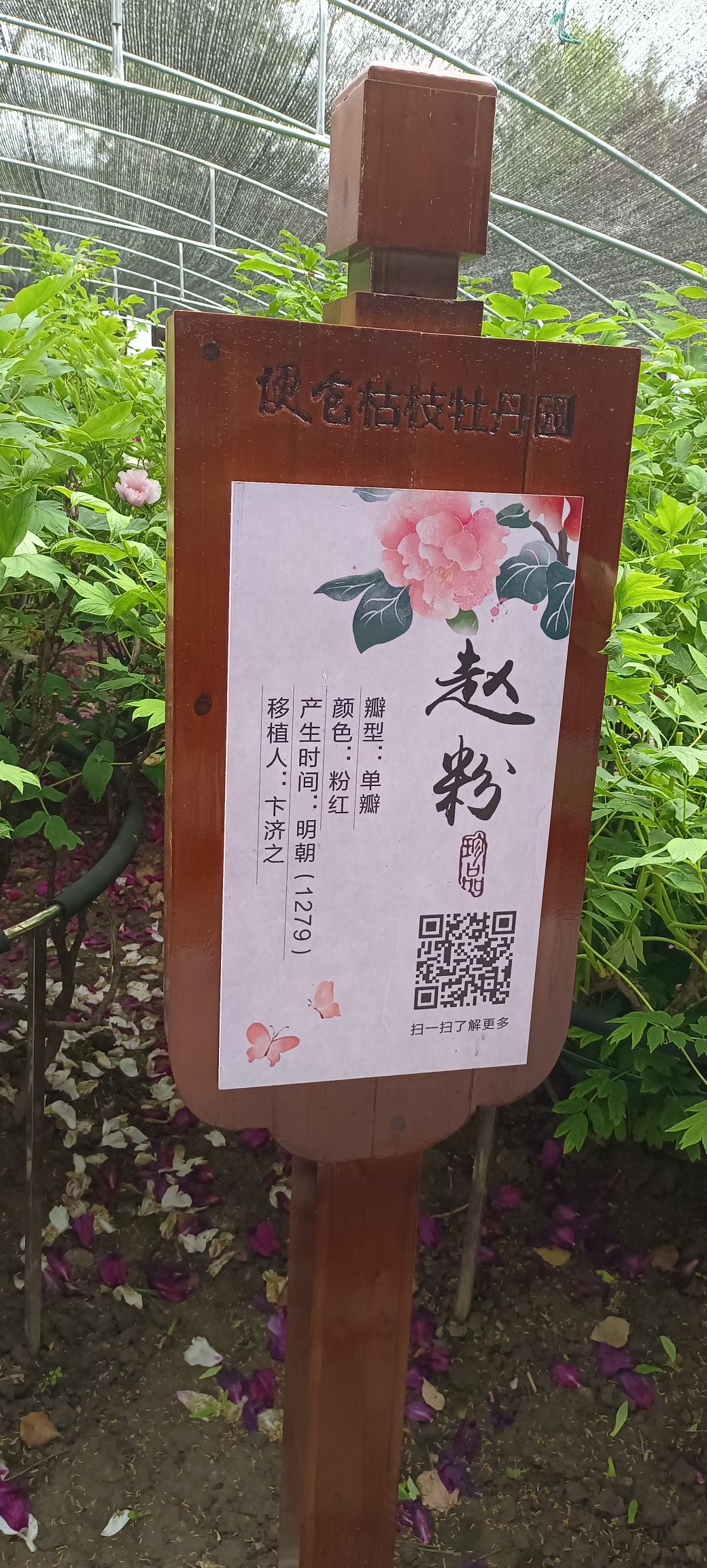 枯枝牡丹园旅行图片 3