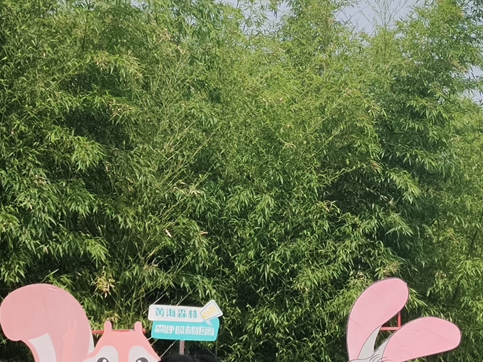黄海森林生态旅游度假区旅行图片 1