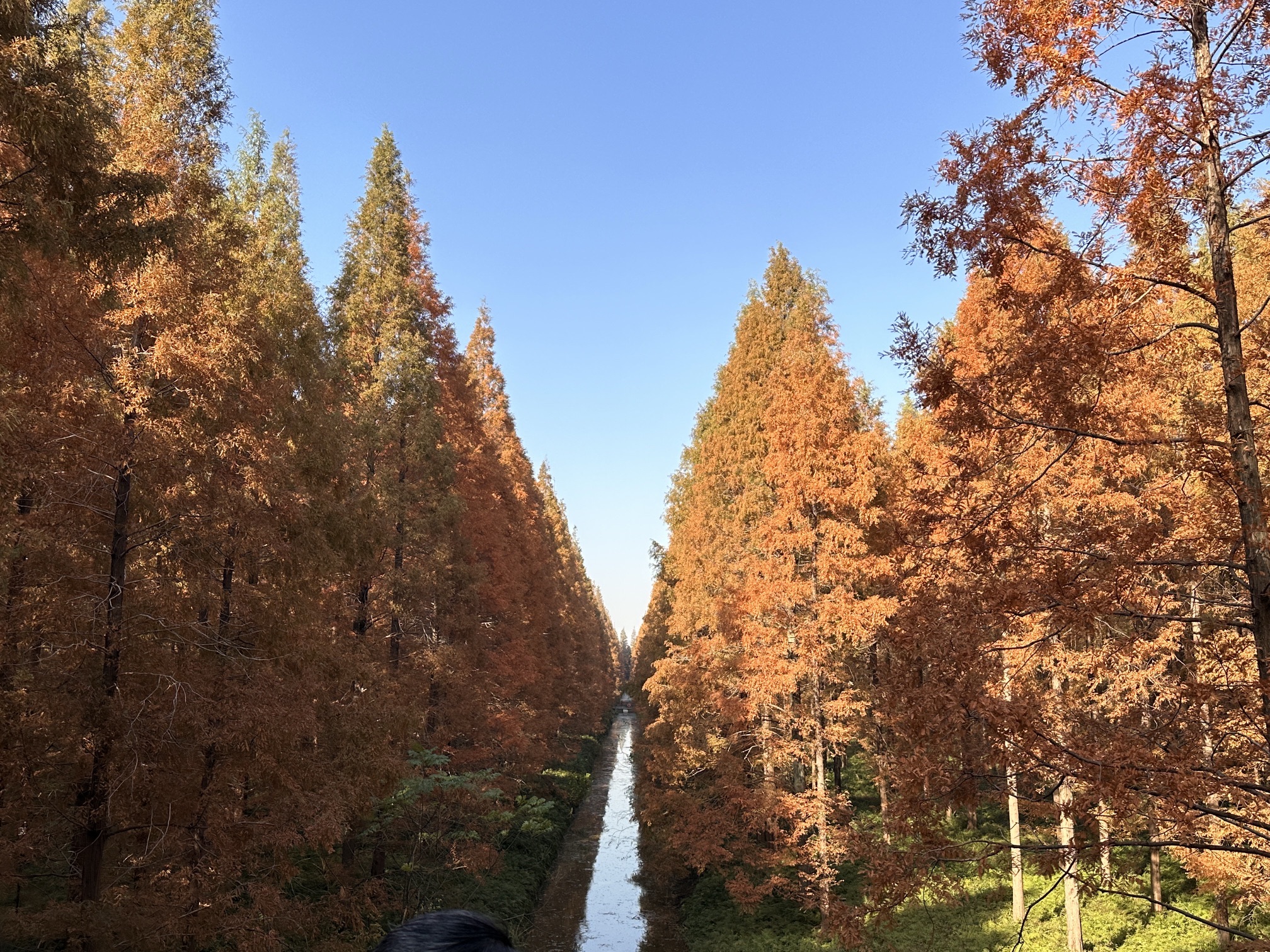 黄海森林生态旅游度假区旅行图片 2