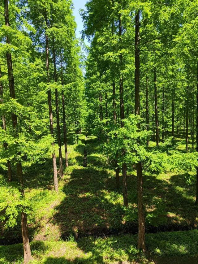 黄海森林生态旅游度假区旅行图片 1