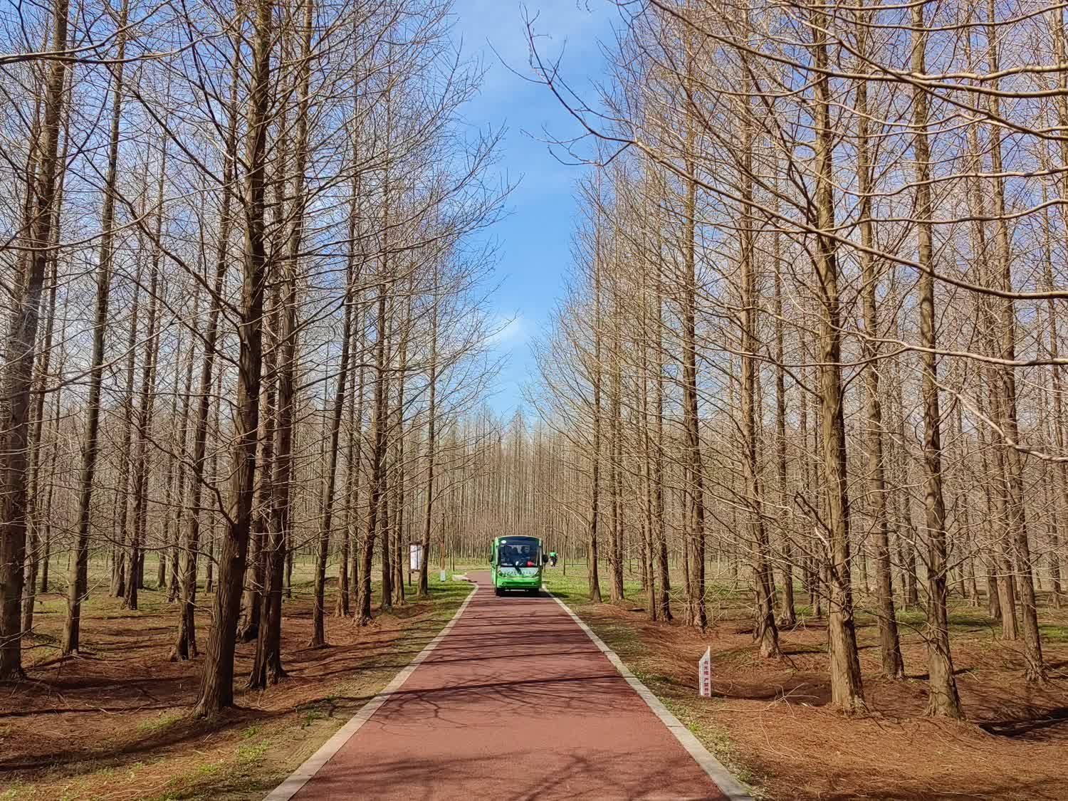 黄海森林生态旅游度假区旅行图片 2