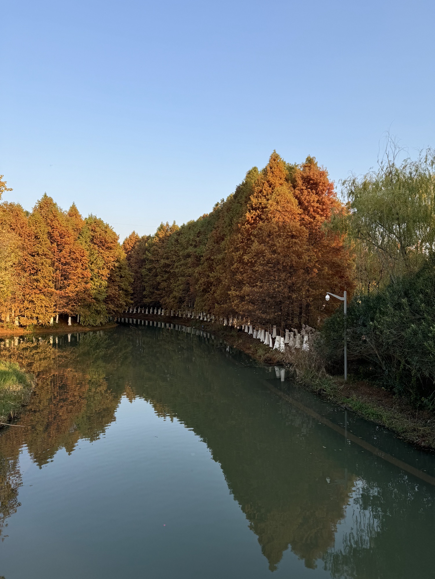 盐渎公园旅行图片 1