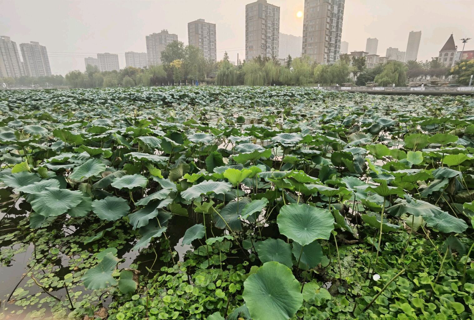 清水湖公园旅行图片 1