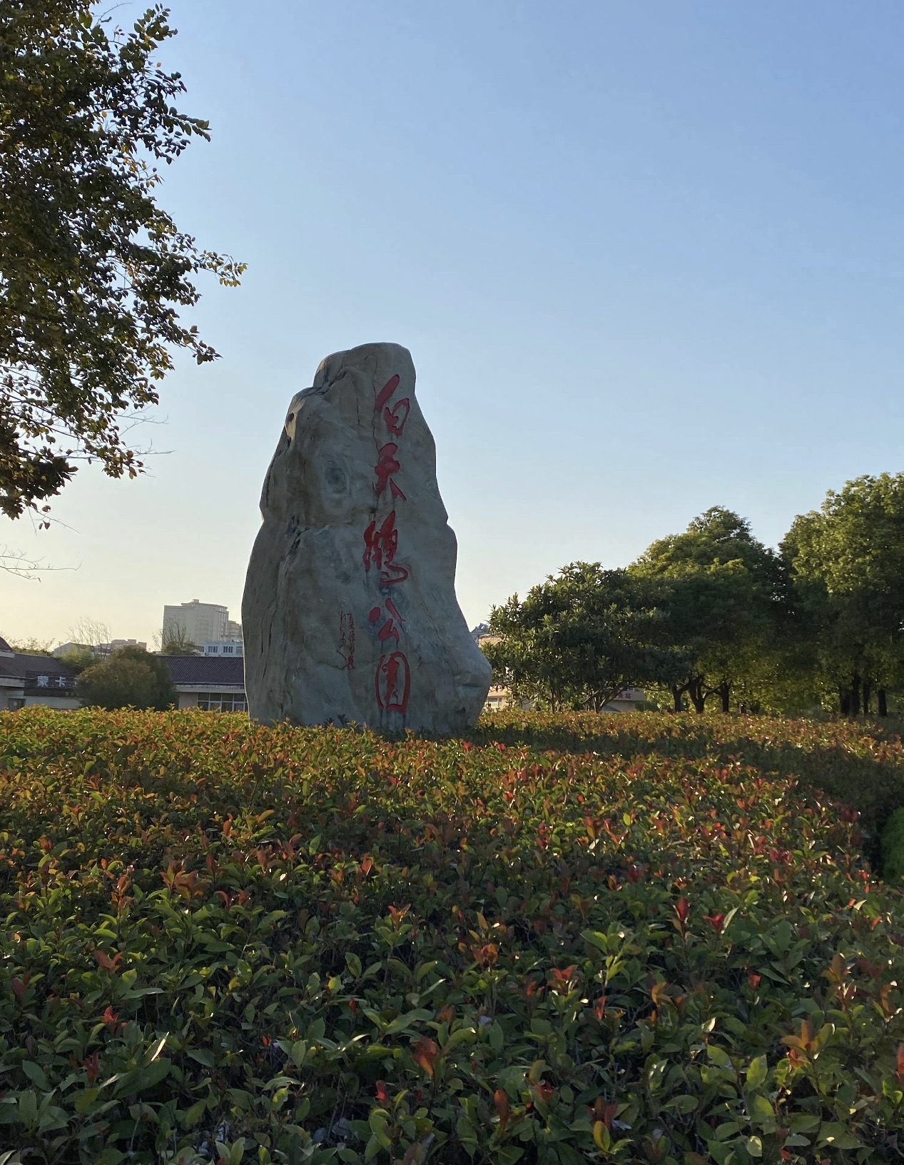 白天鹅公园旅行图片 1