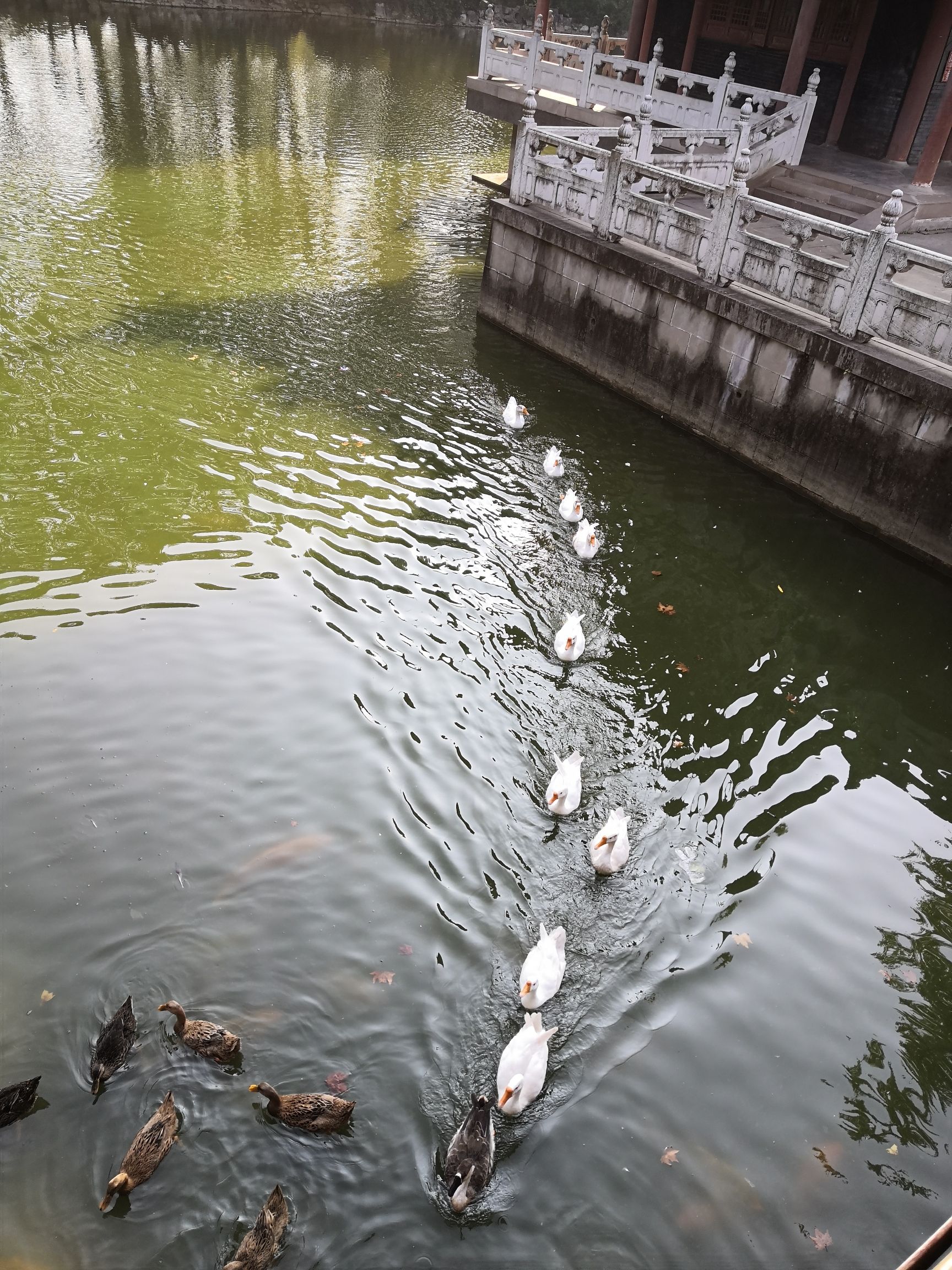 中国海盐历史文化风貌区旅行图片 2