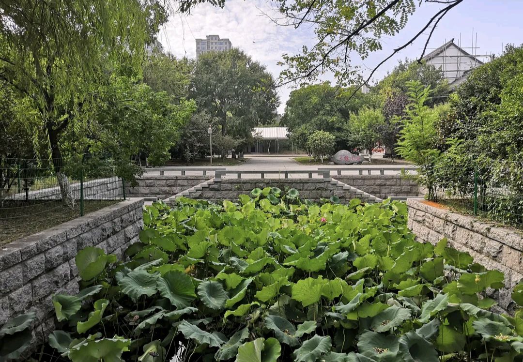 双湖公园旅行图片 3