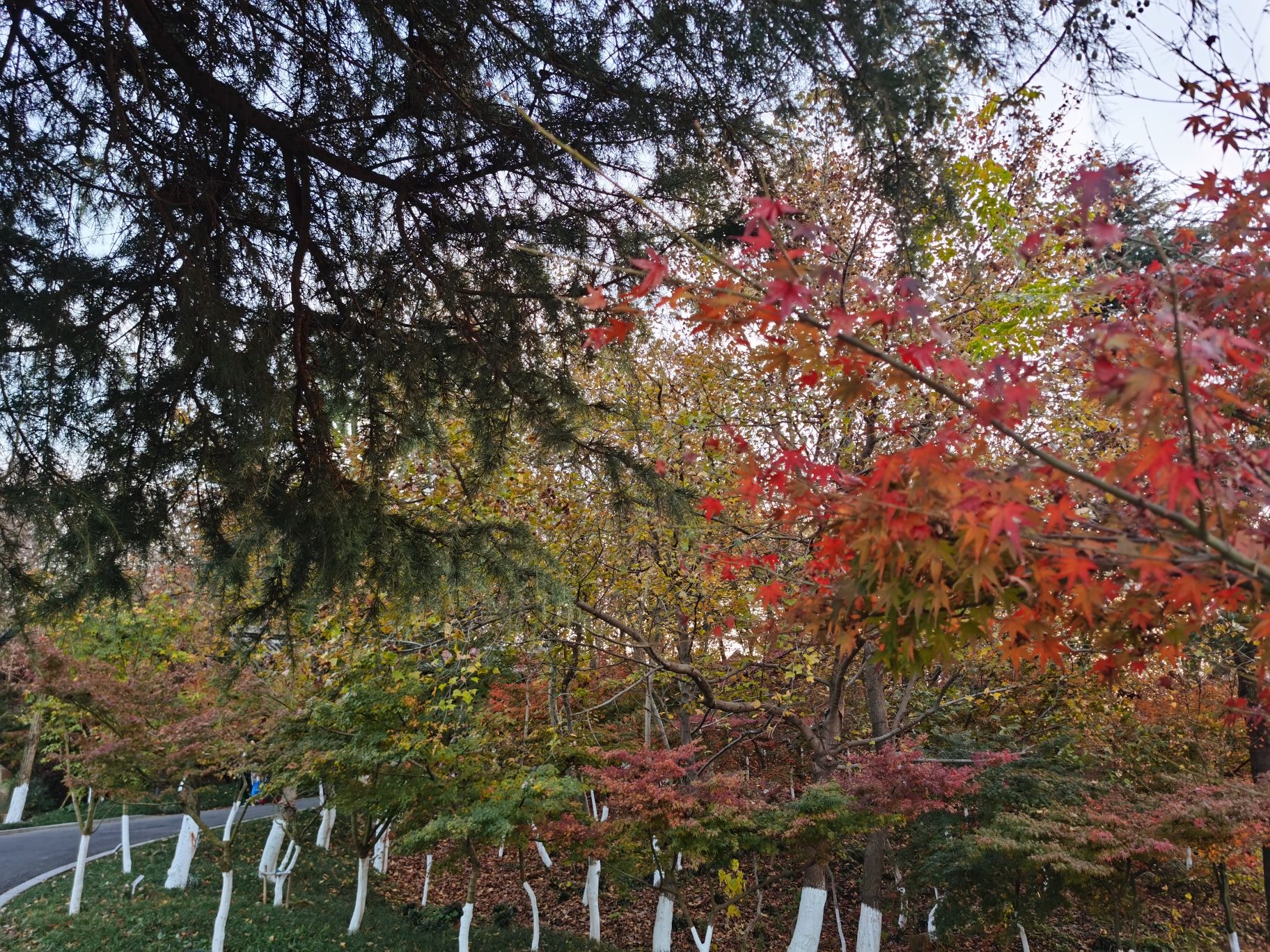 双湖公园旅行图片 2