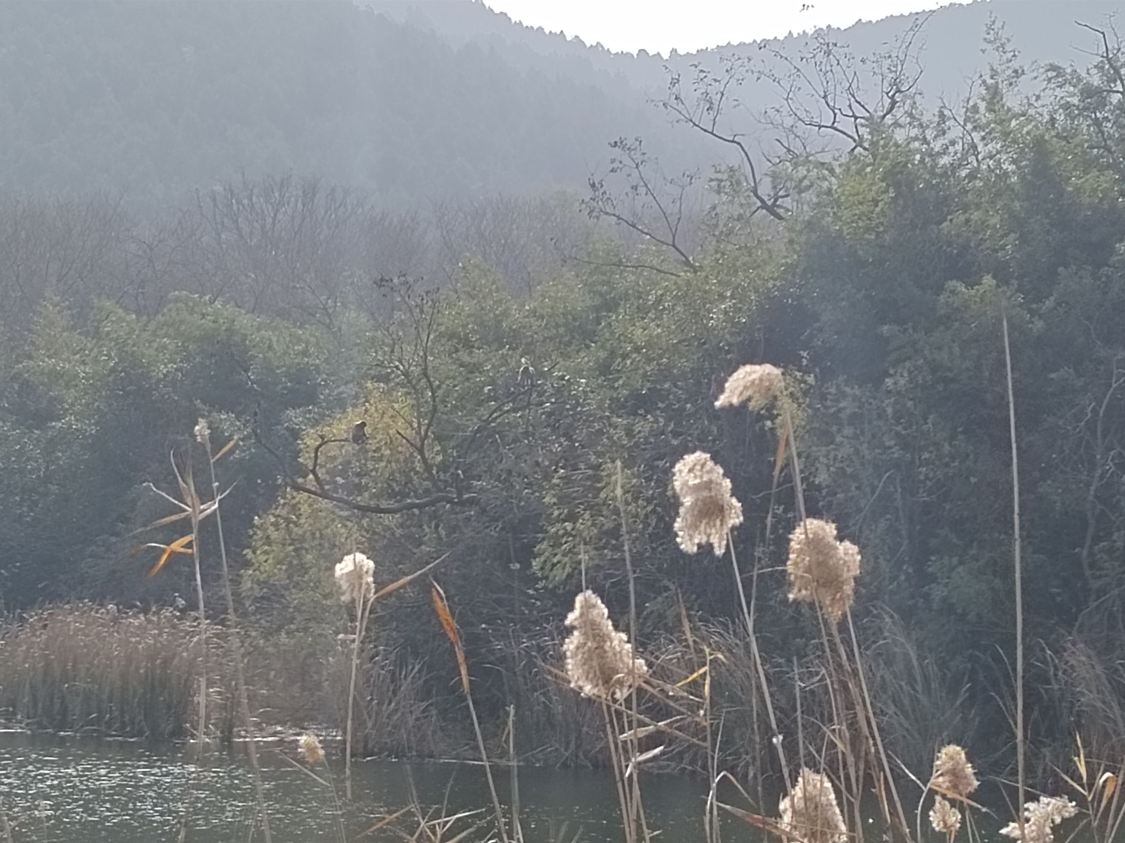 泉山森林公园旅行图片 2