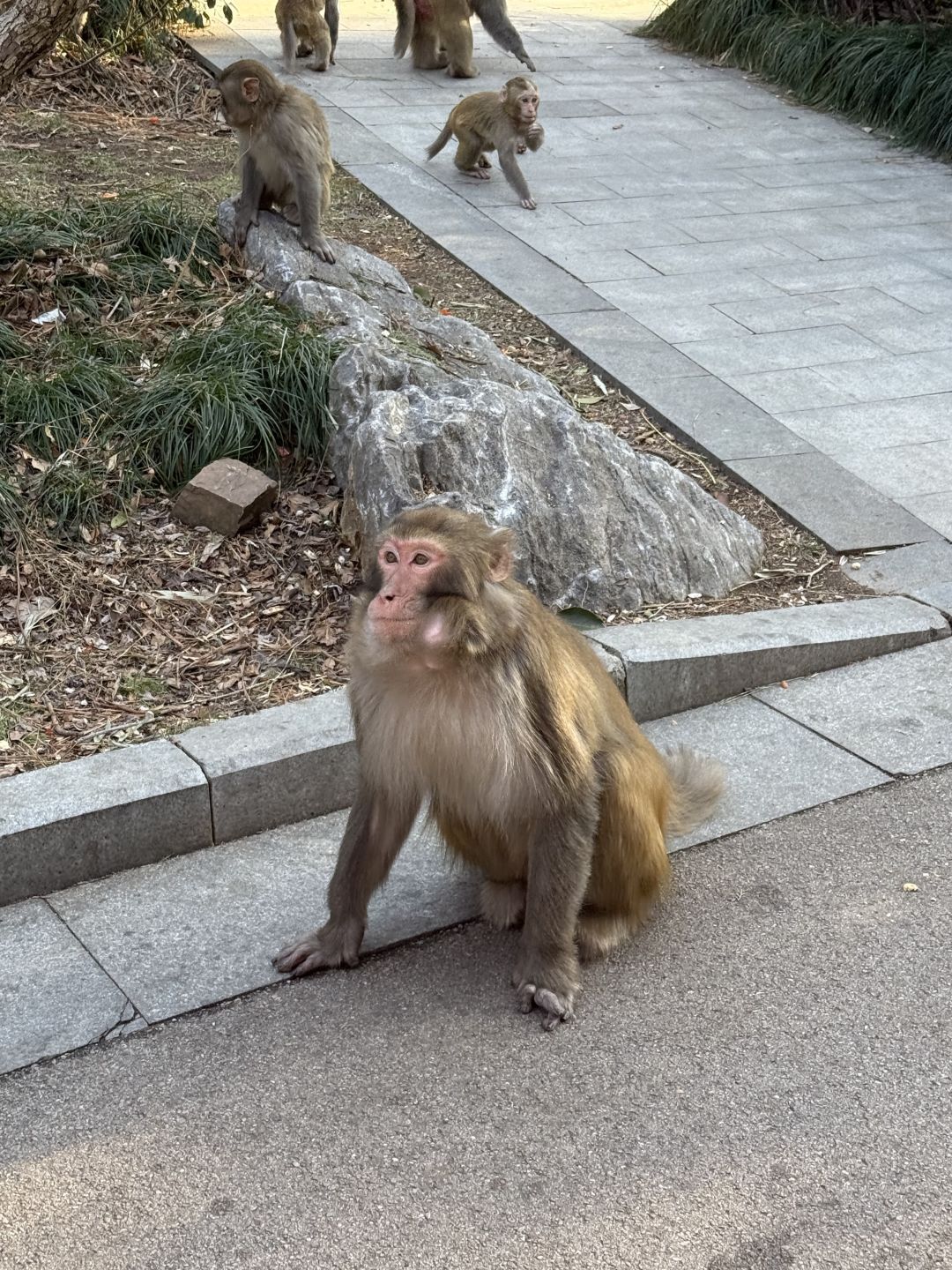 泉山森林公园旅行图片 1