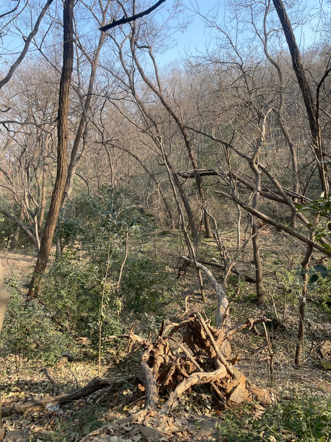 泉山森林公园旅行图片 2