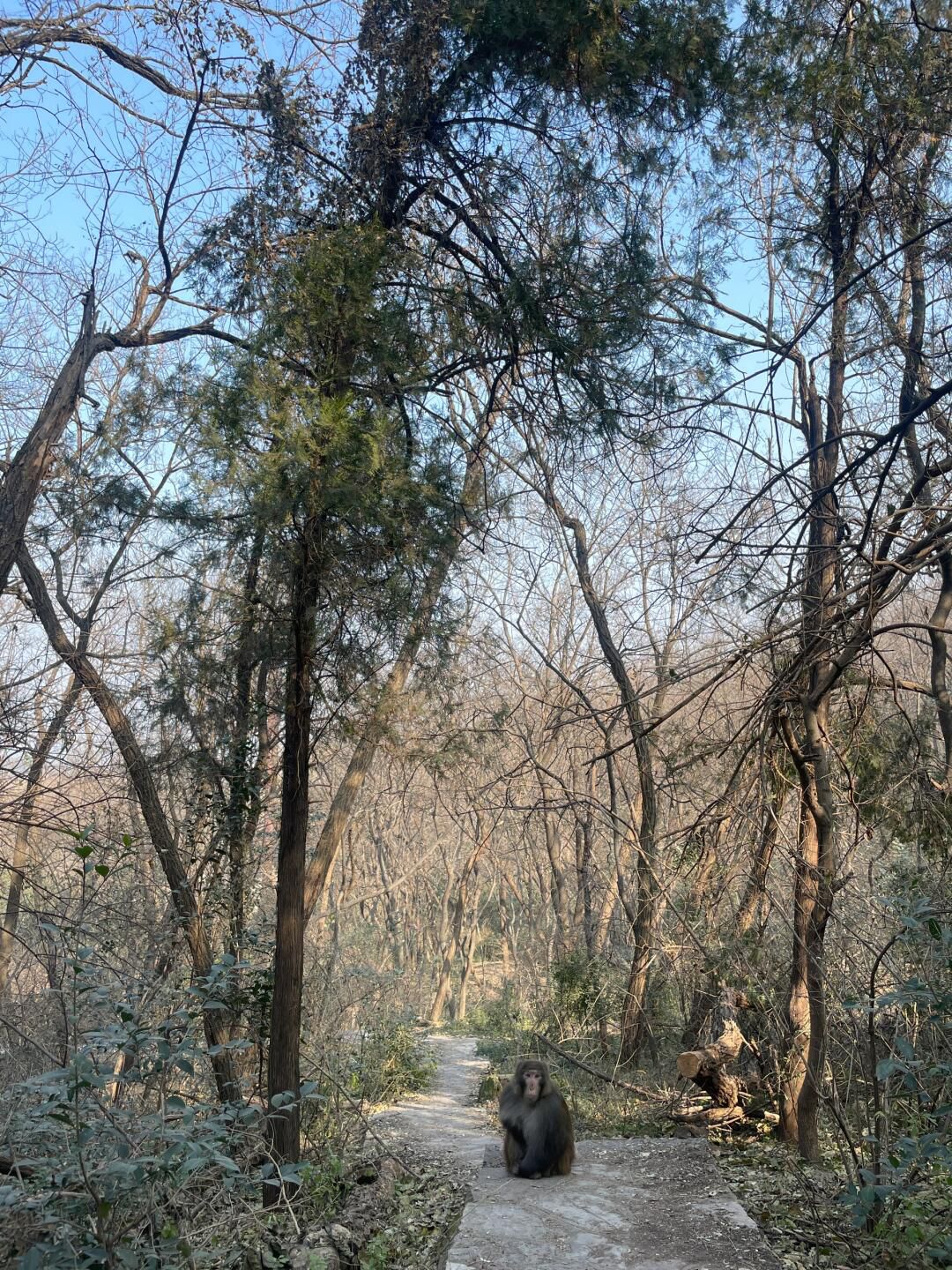 泉山森林公园旅行图片 3