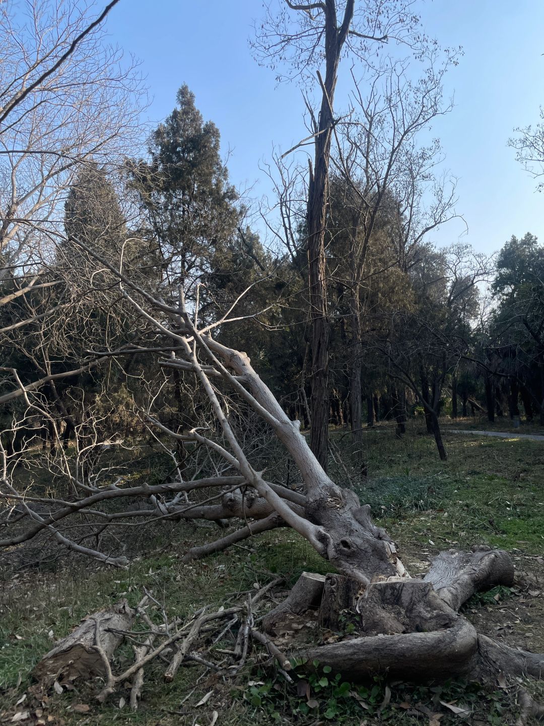 泉山森林公园旅行图片 1