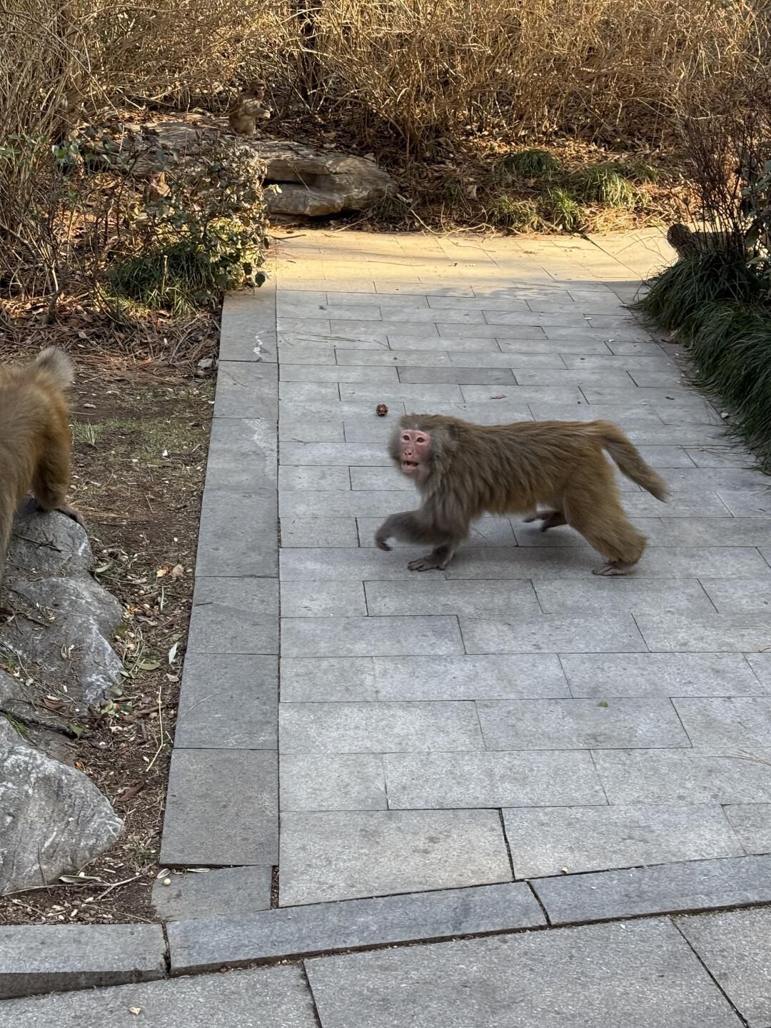 泉山森林公园旅行图片 3