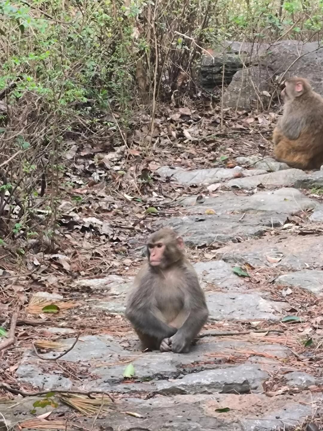 泉山森林公园旅行图片 1