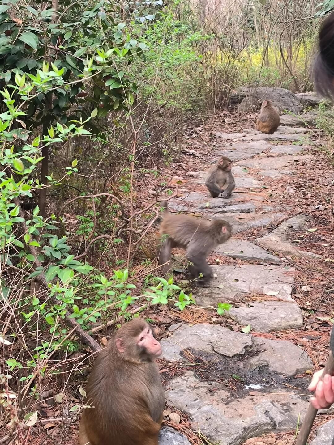 泉山森林公园旅行图片 2