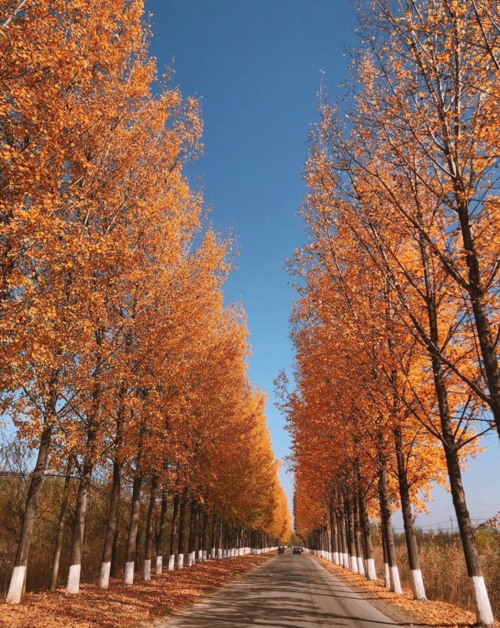 果都大观园旅行图片 1