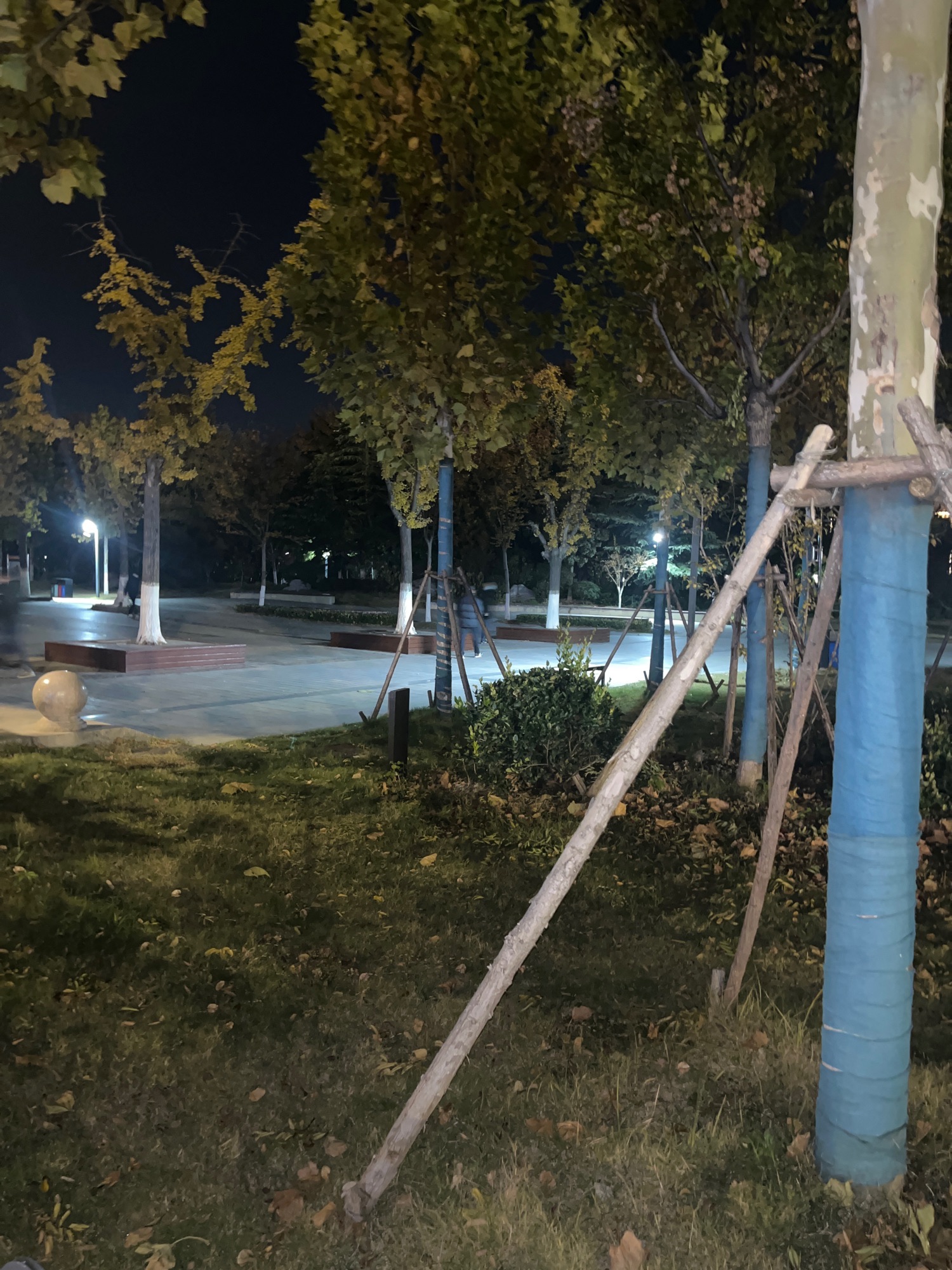 九龙湖公园旅行图片 3